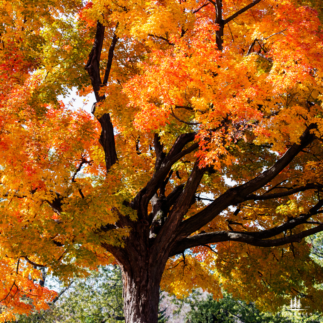 Silver Maple Tree Seeds (Acer saccharinum)