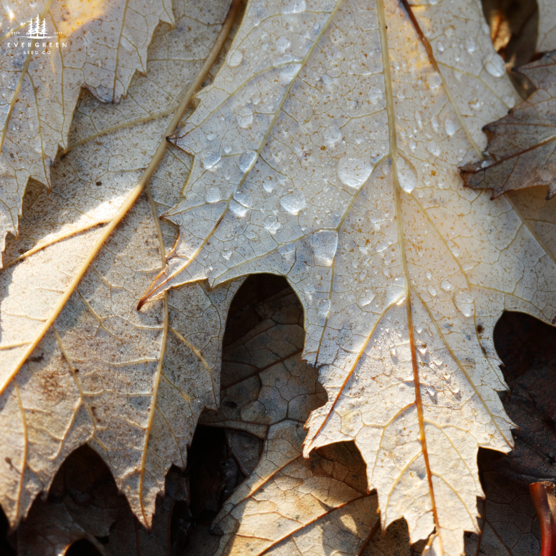 Silver Maple Tree Seeds (Acer saccharinum)