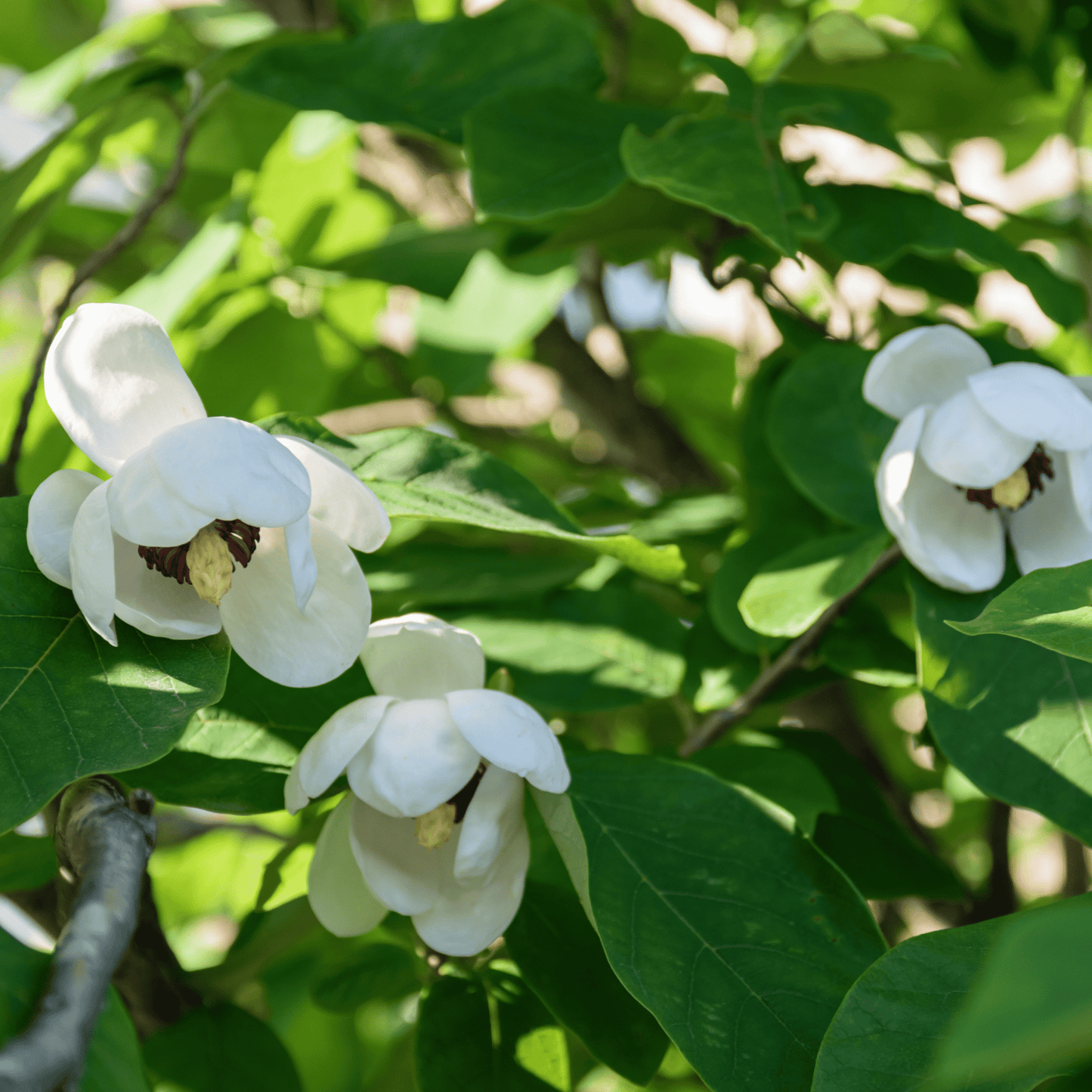 Siebold Magnolia Tree Seeds | Oyama Magnolia| | (Magnolia sieboldii)