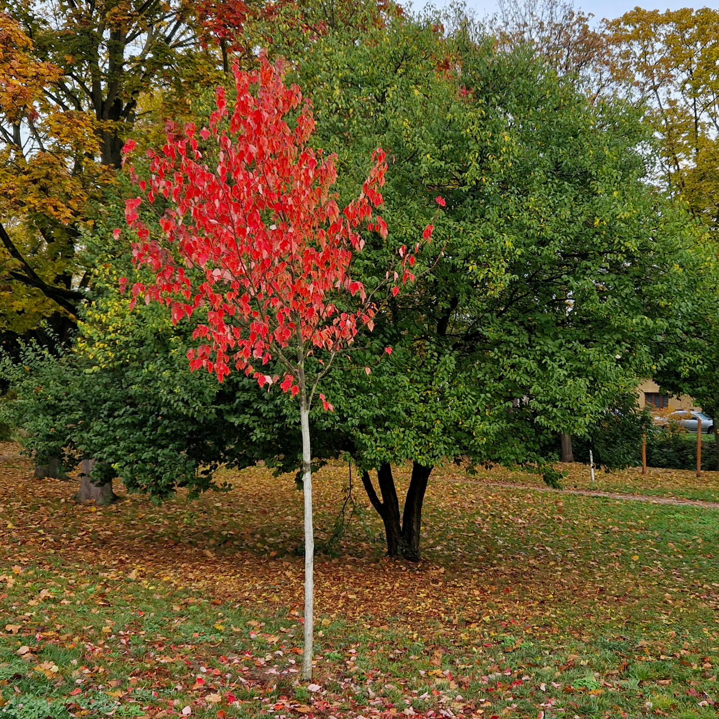 Red Snakebark Maple Tree Seeds | Snakebark Maple | (Acer capillipes)