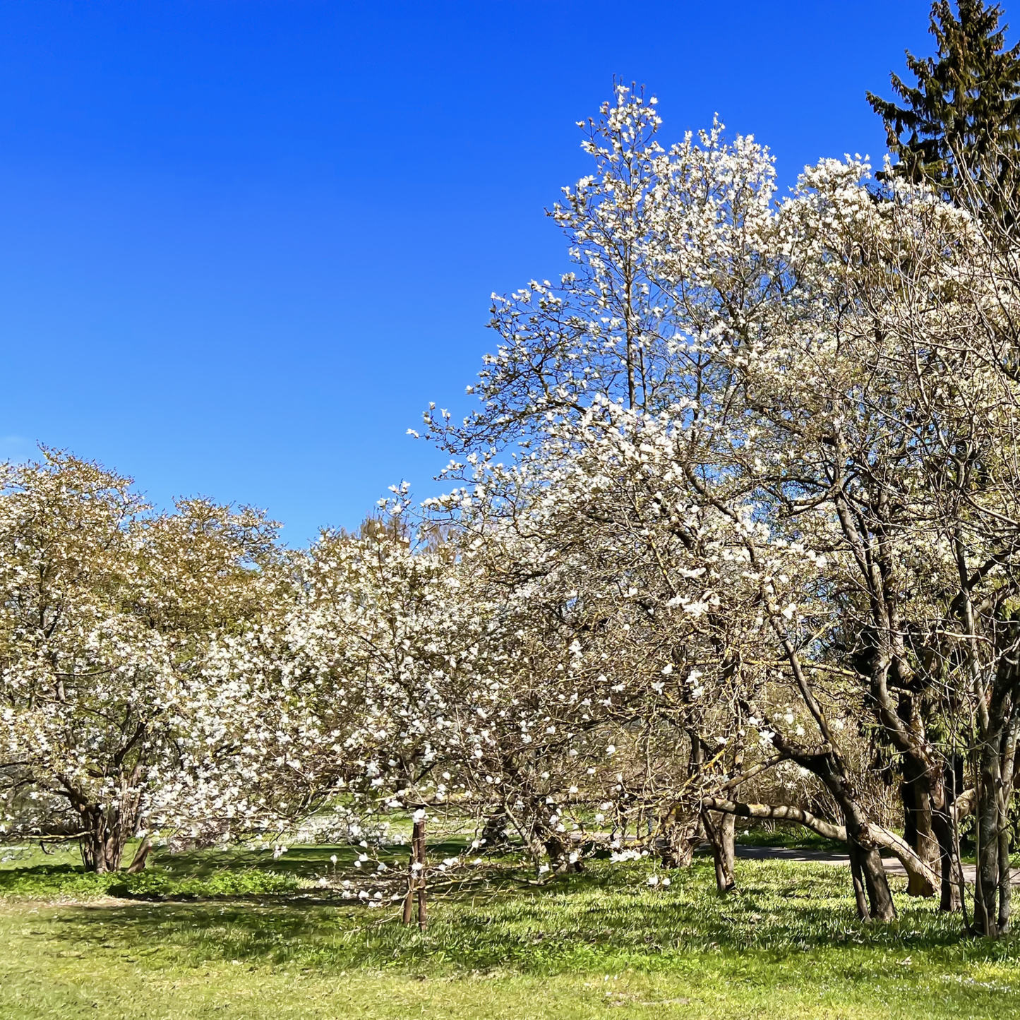Star Magnolia Tree Seeds | (Magnolia stellata)