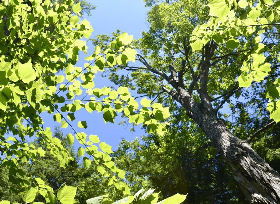 Mature Striped Maple tree growing in a sunlit forest