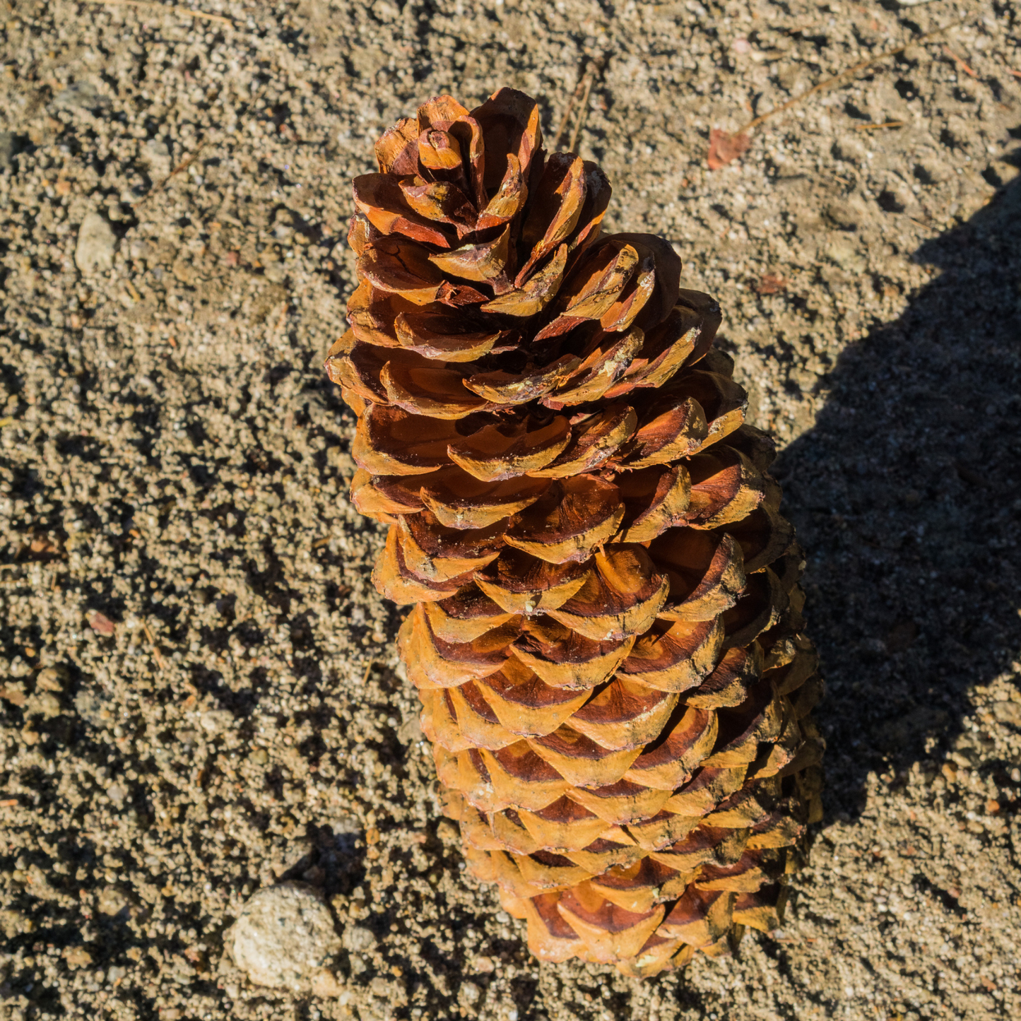 Sugar Pine Tree Seeds (Pinus lambertiana)