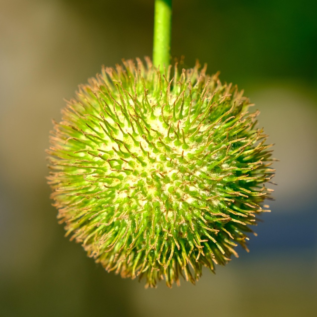 Sycamore Tree Seeds-(Platanus occidentalis)