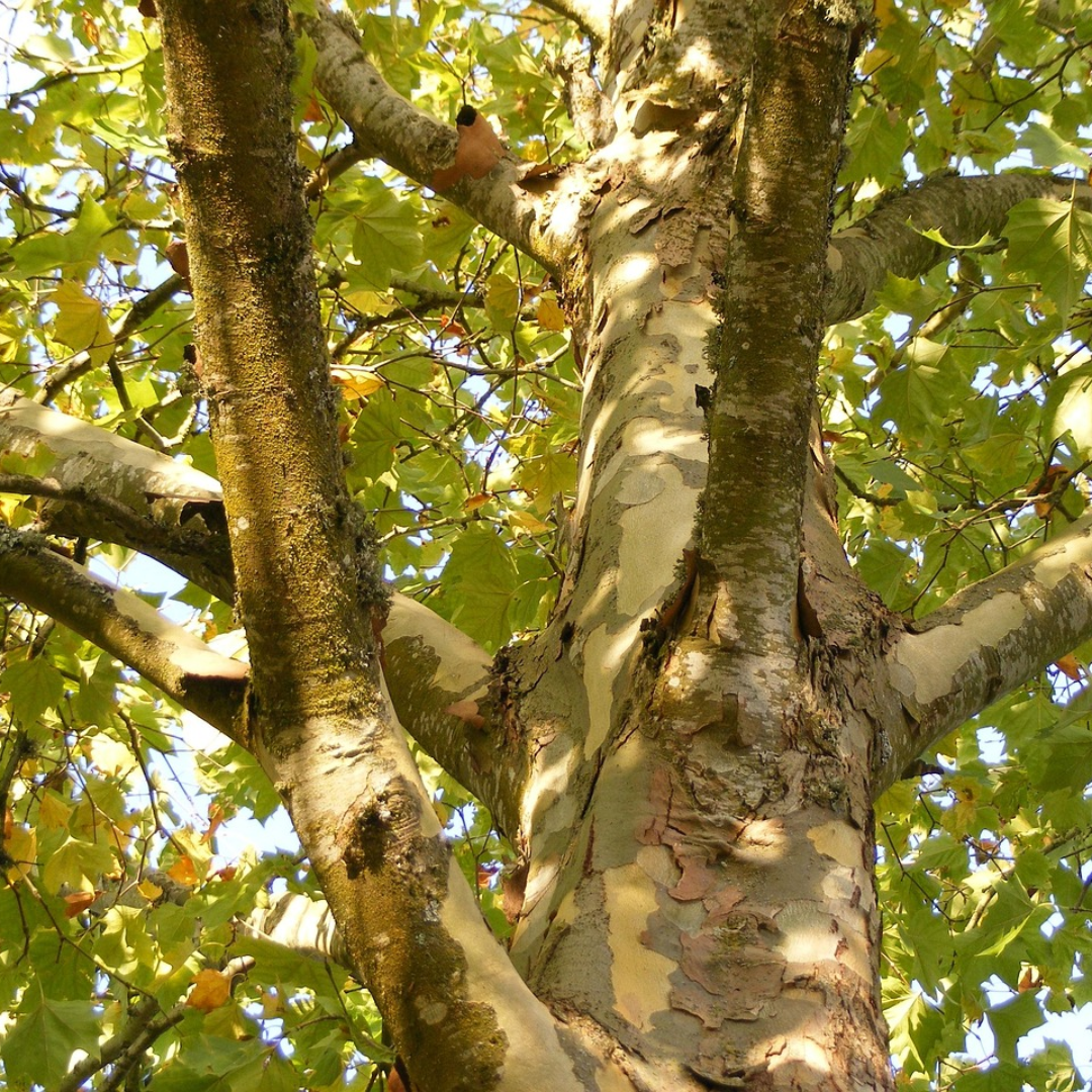 Sycamore Tree Seeds-(Platanus occidentalis)