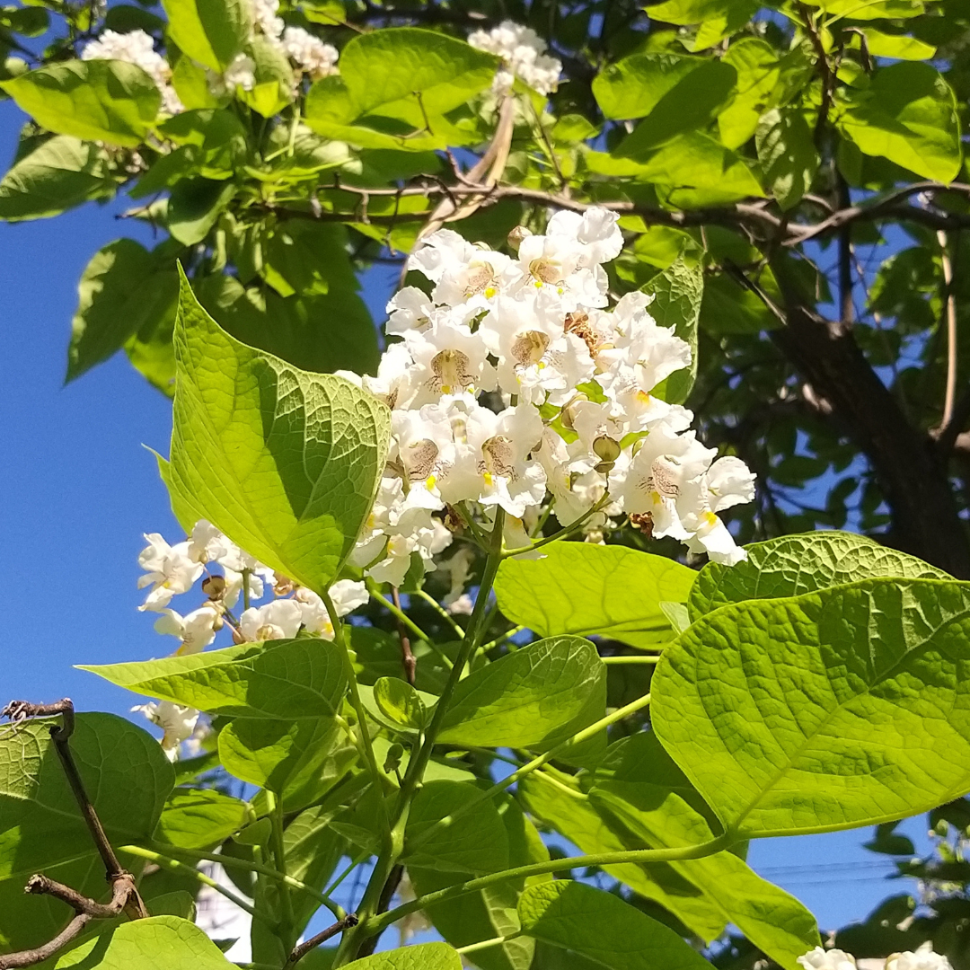 Southern Catalpa Tree Seeds-(Catalpa bignonioides)