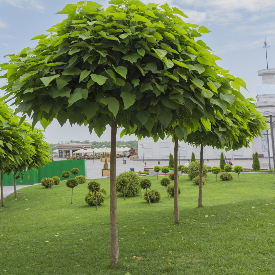 Southern Catalpa Tree Seeds-(Catalpa bignonioides)