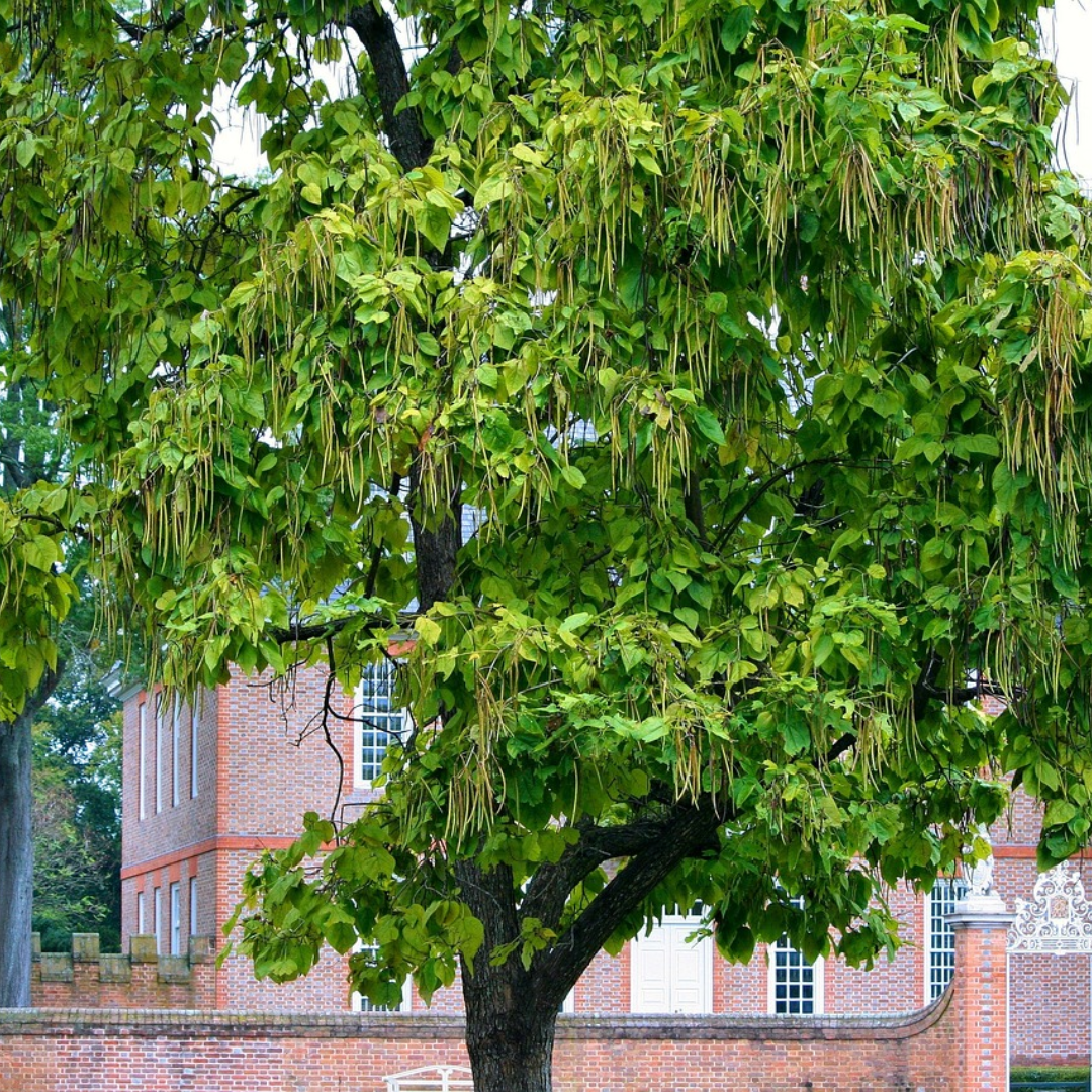 Southern Catalpa Tree Seeds-(Catalpa bignonioides)