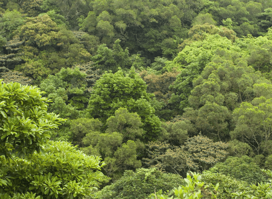 Taiwan Acacia trees growing in a natural landscape