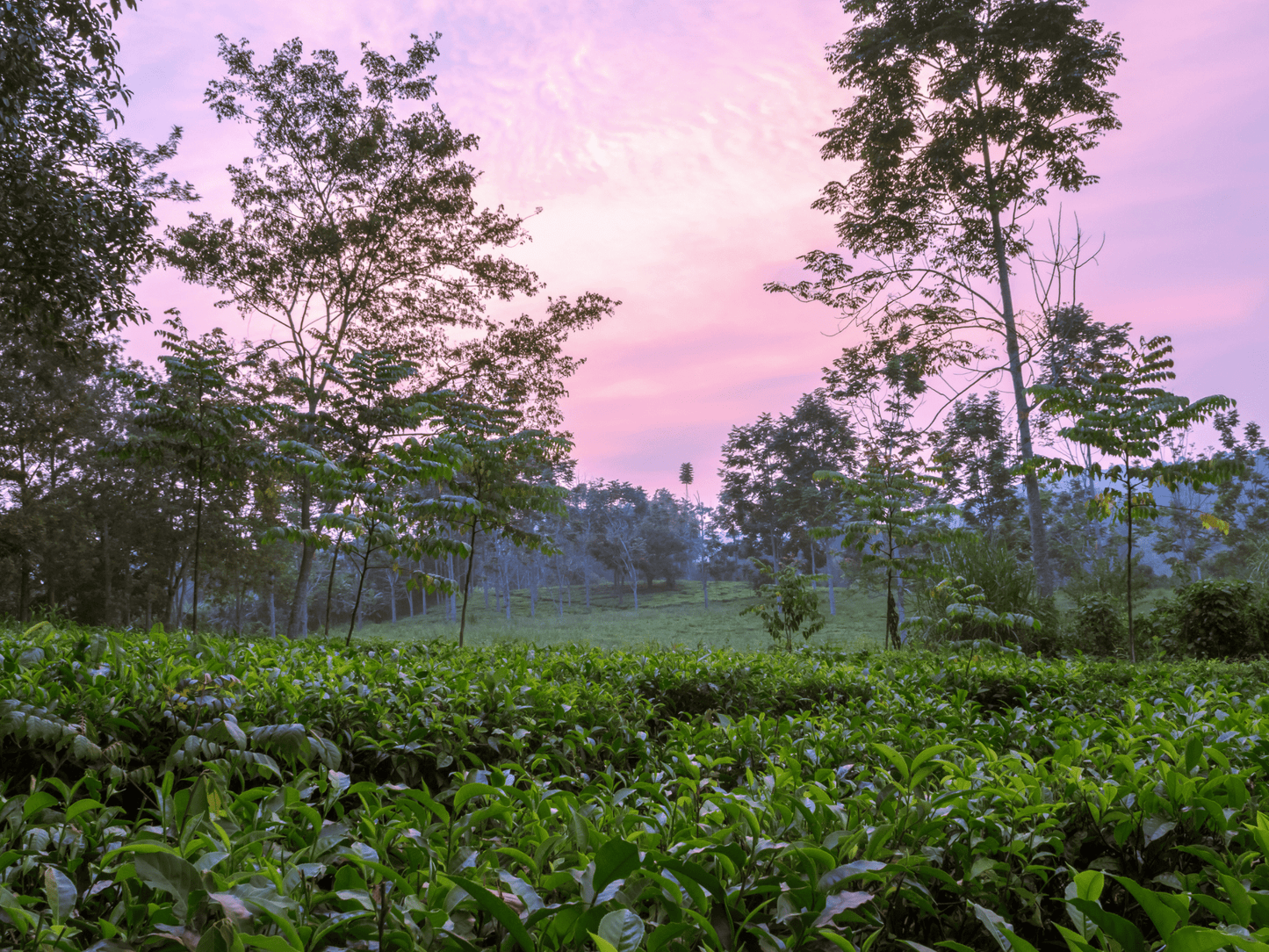 Tea Plant Seeds | (Camellia sinensis)