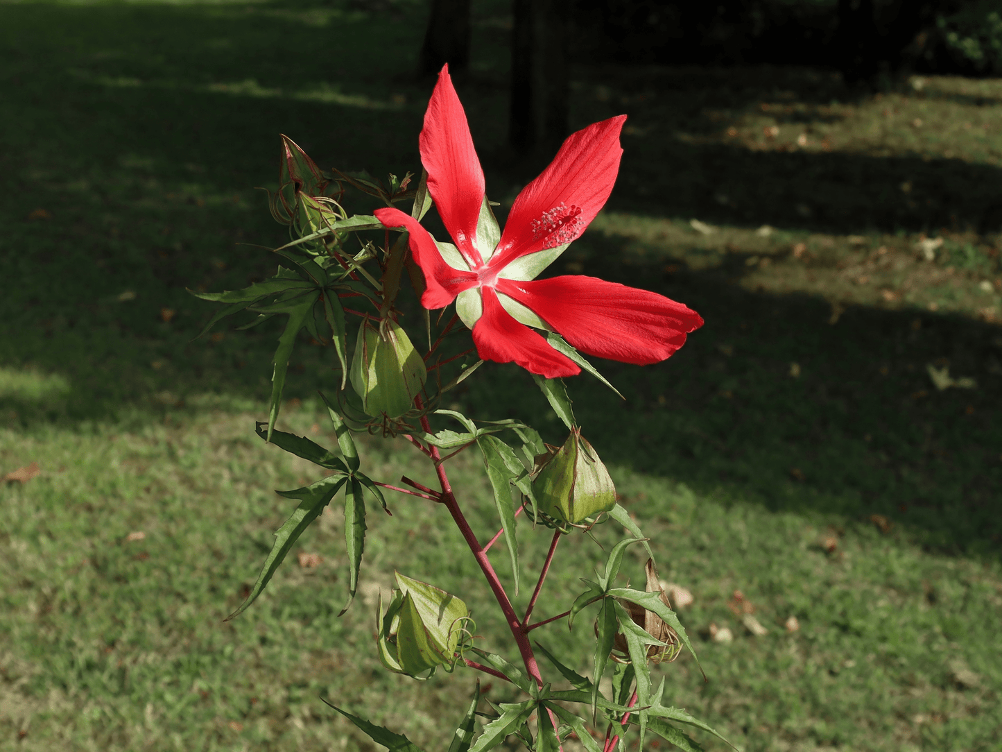 Texas Star Hibiscus Tree Seeds | Scarlet Rosemallow | (Hibiscus coccineus)