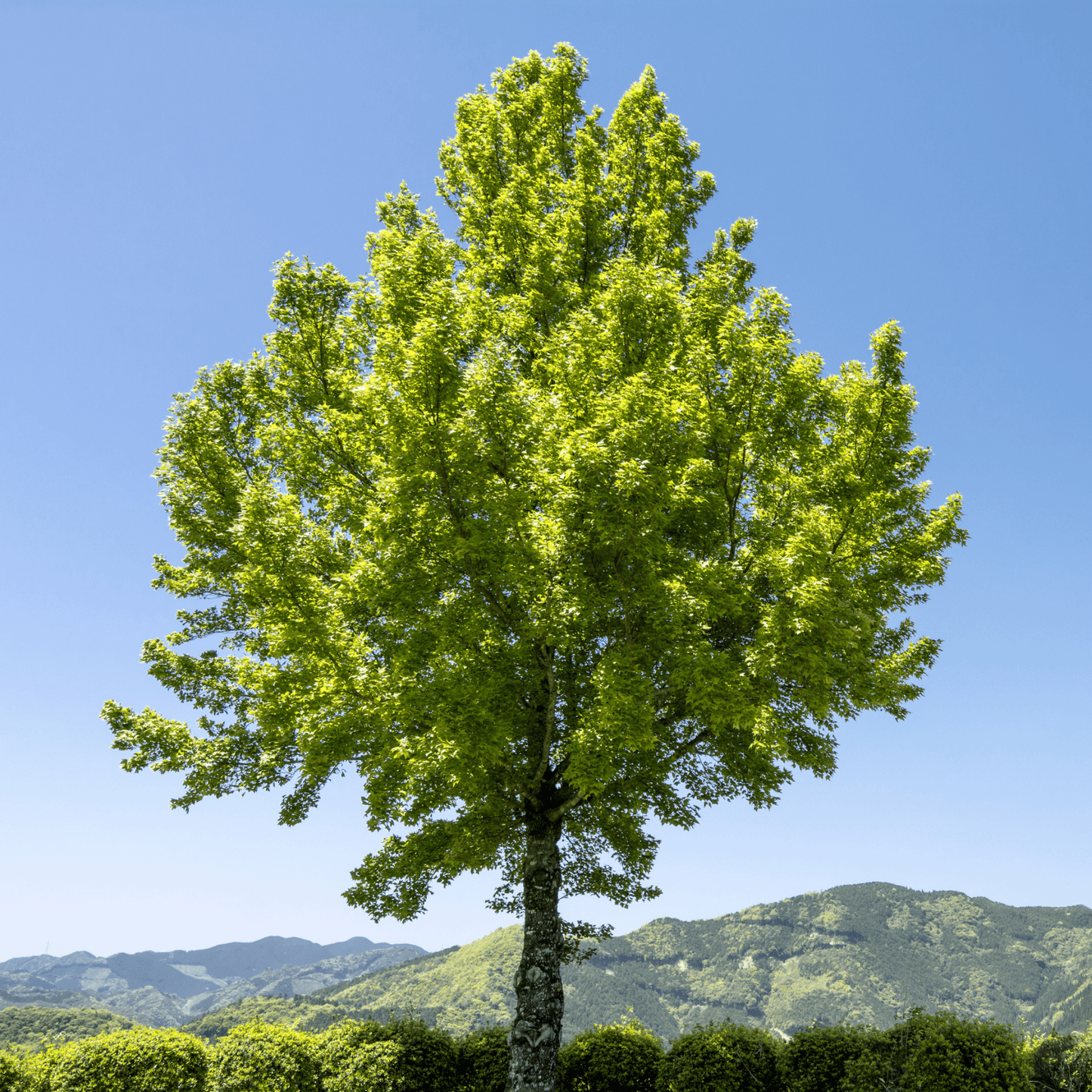 Trident Maple Tree Seeds | Three-Toothed Maple | (Acer buergerianum)