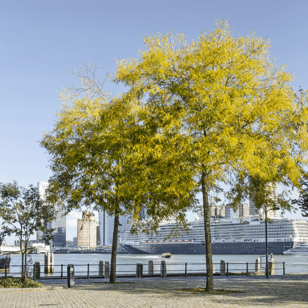 Thornless Honey Locust Seeds | Honey Locust | (Gleditsia triacanthos var. inermis)