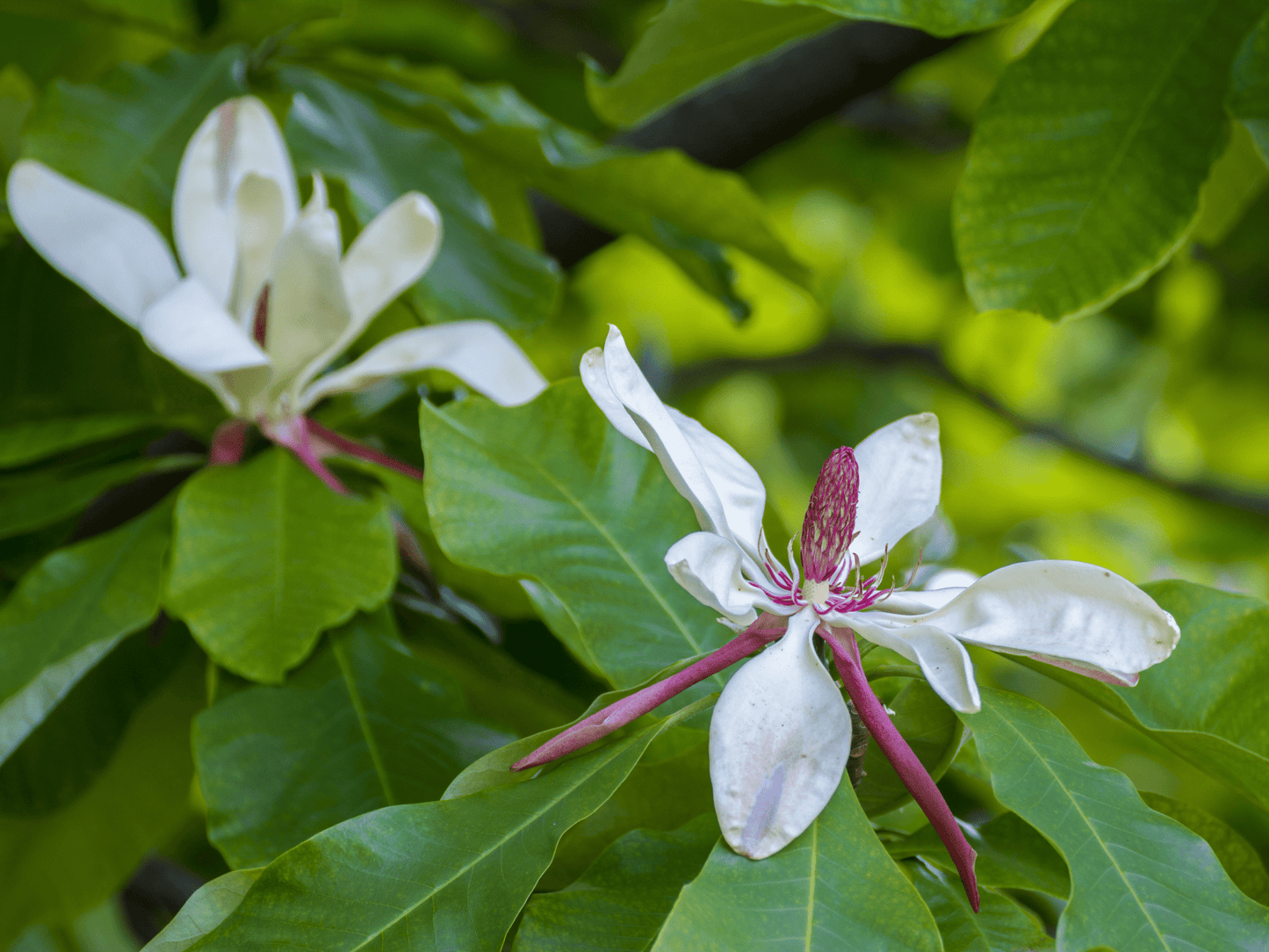 Umbrella Magnolia Tree Seeds | Umbrella Tree | (Magnolia tripetala)