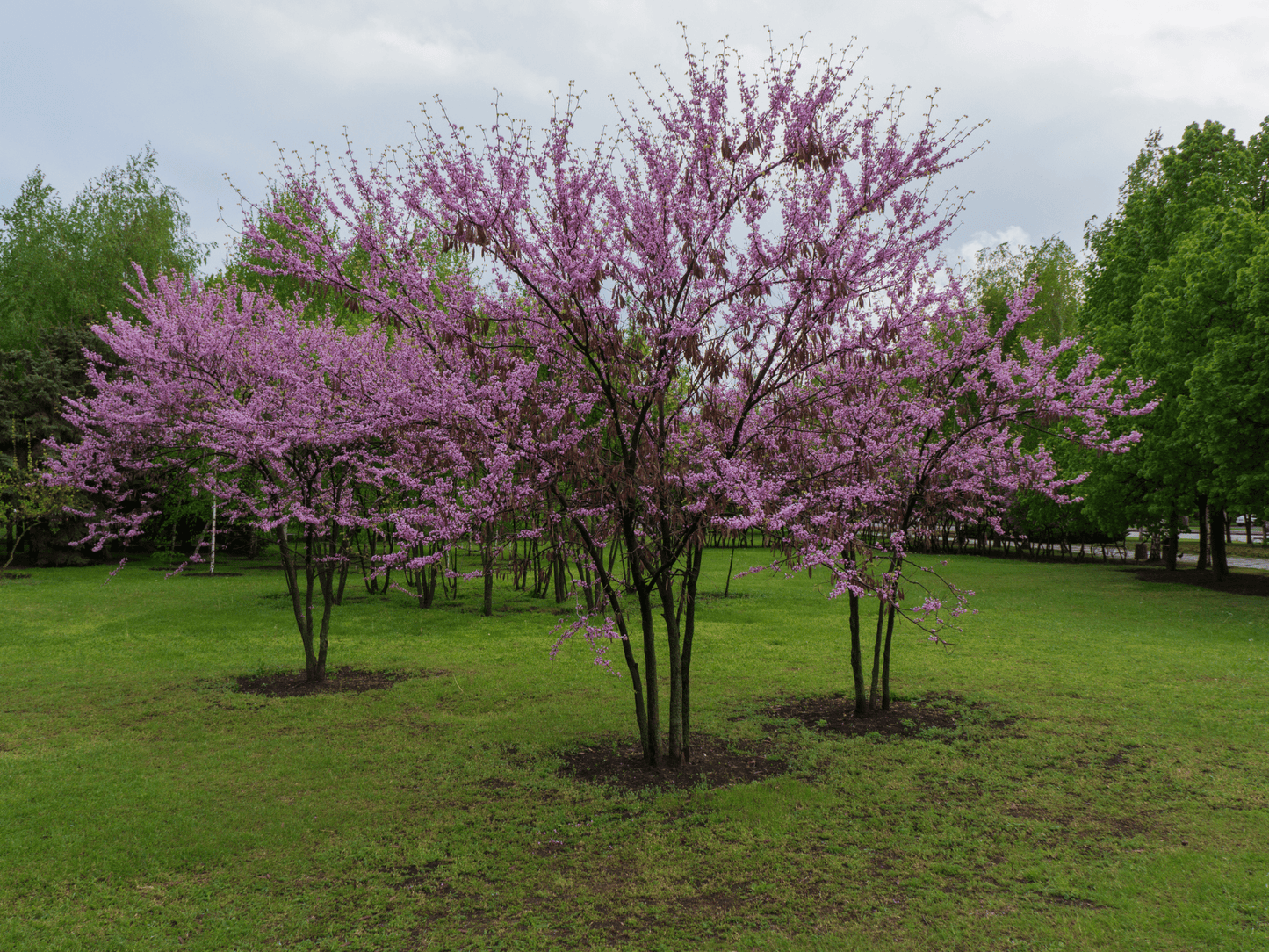 Flowering Western Redbud tree with a broad rounded canopy