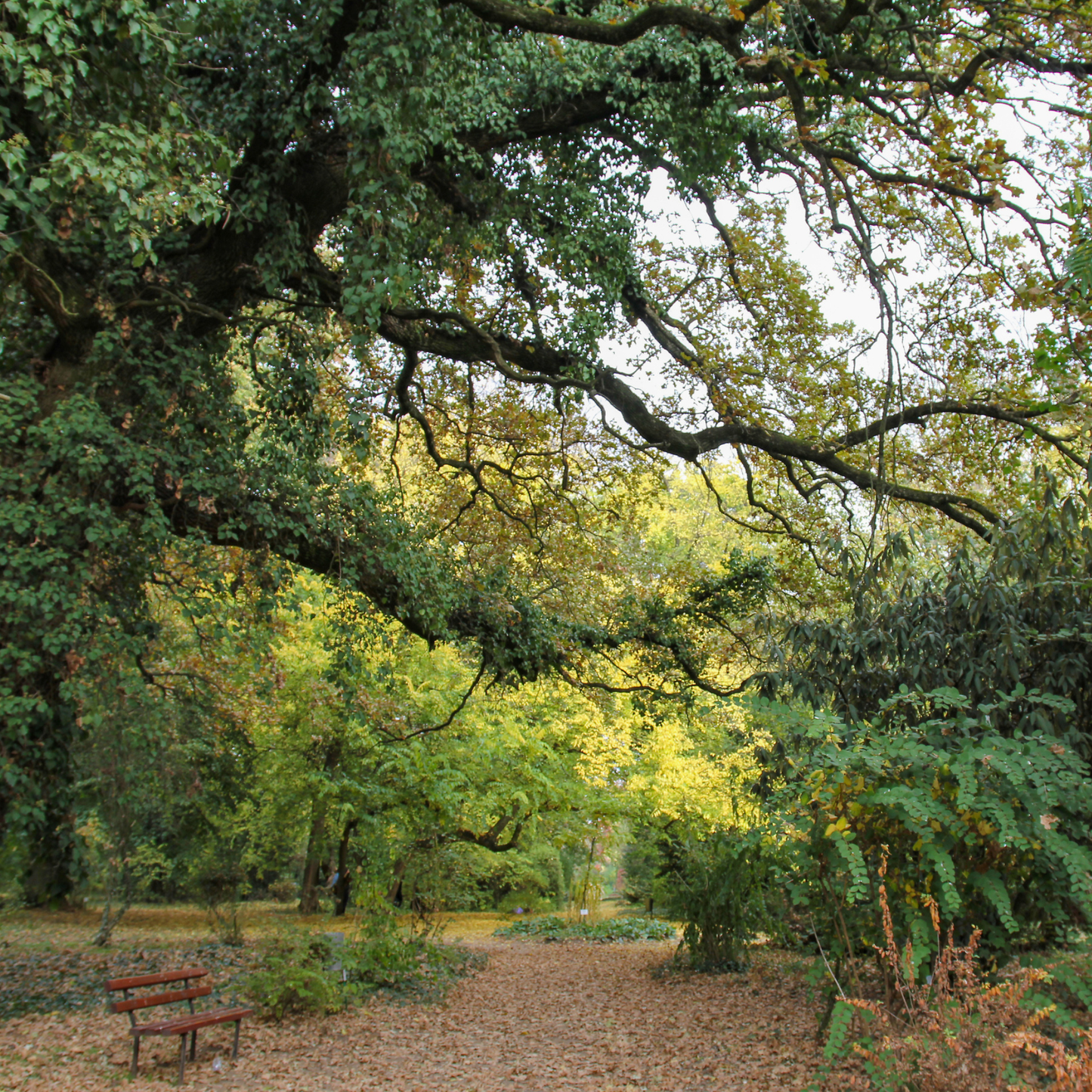Western Red Cedar Tree Seeds | (Thuja plicata)