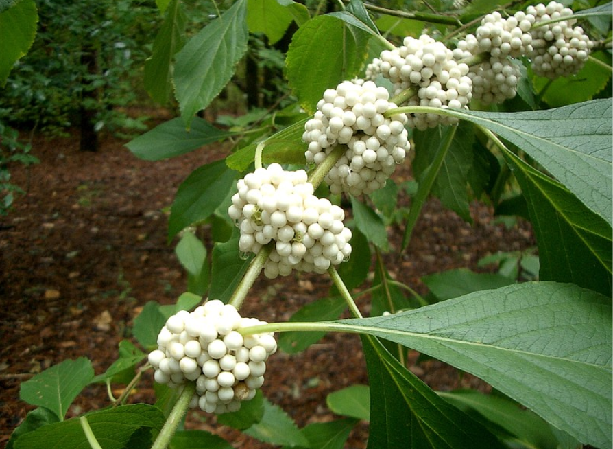 White Beautyberry Seeds | (Callicarpa japonica ‘Leucocarpa’)