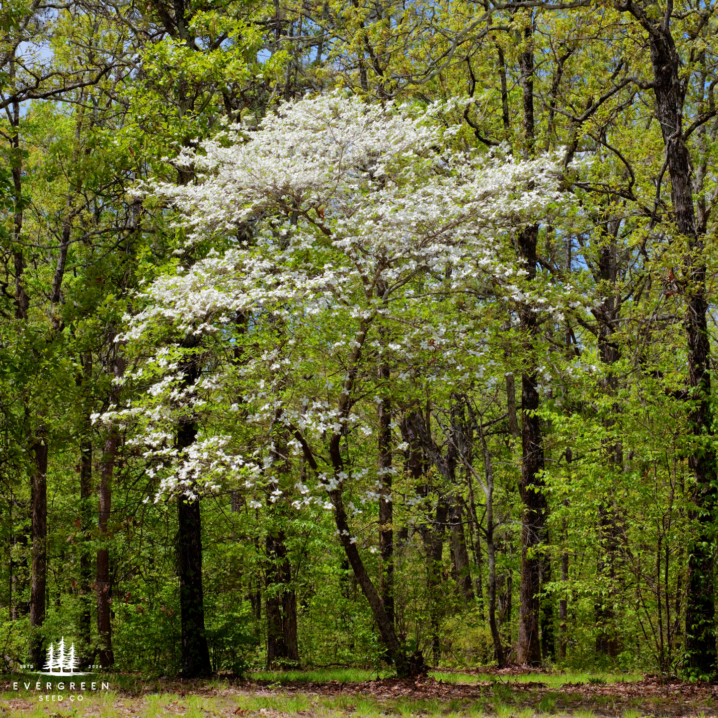 White Flowering Dogwood Tree Seeds (Cornus florida)