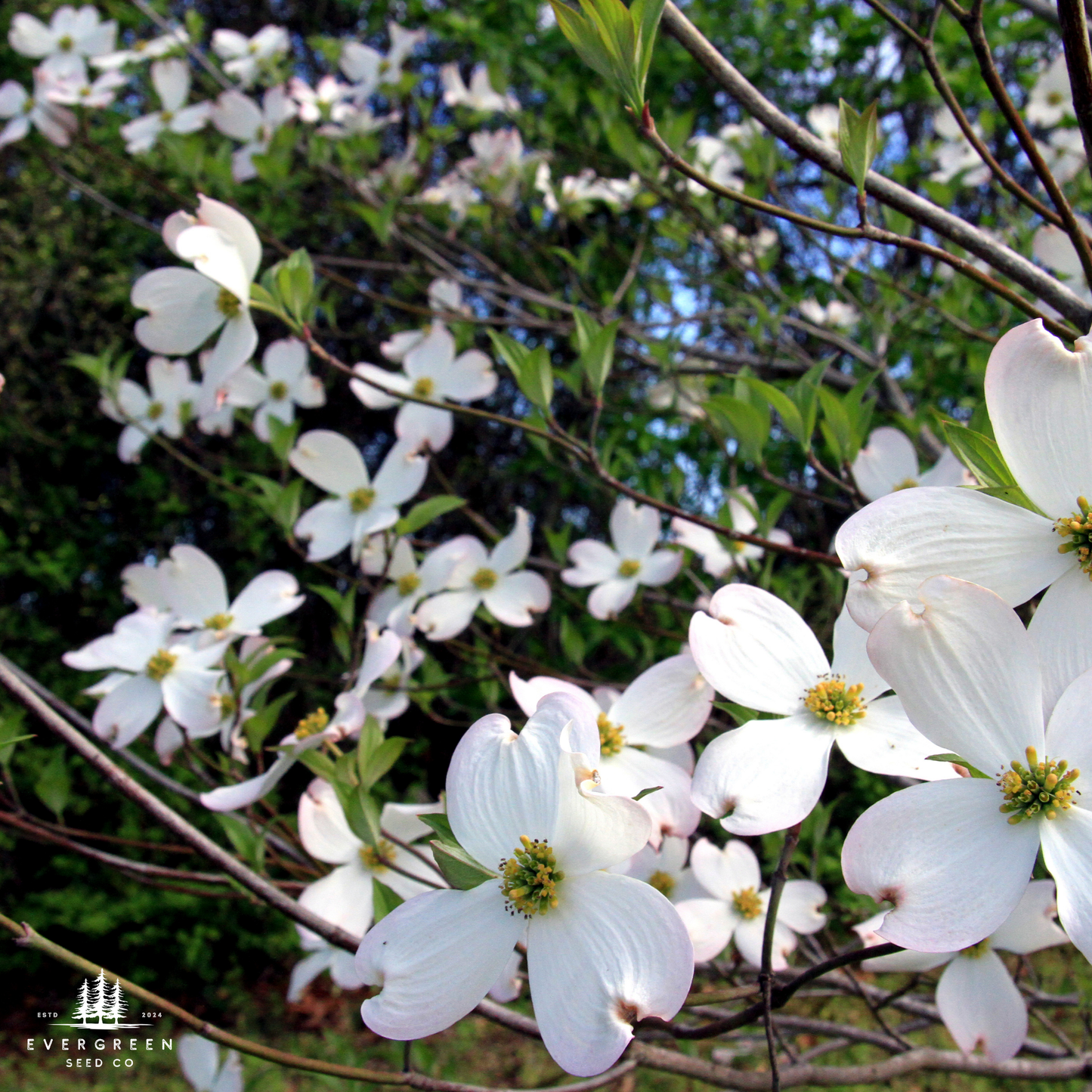 White Flowering Dogwood Tree Seeds (Cornus florida)