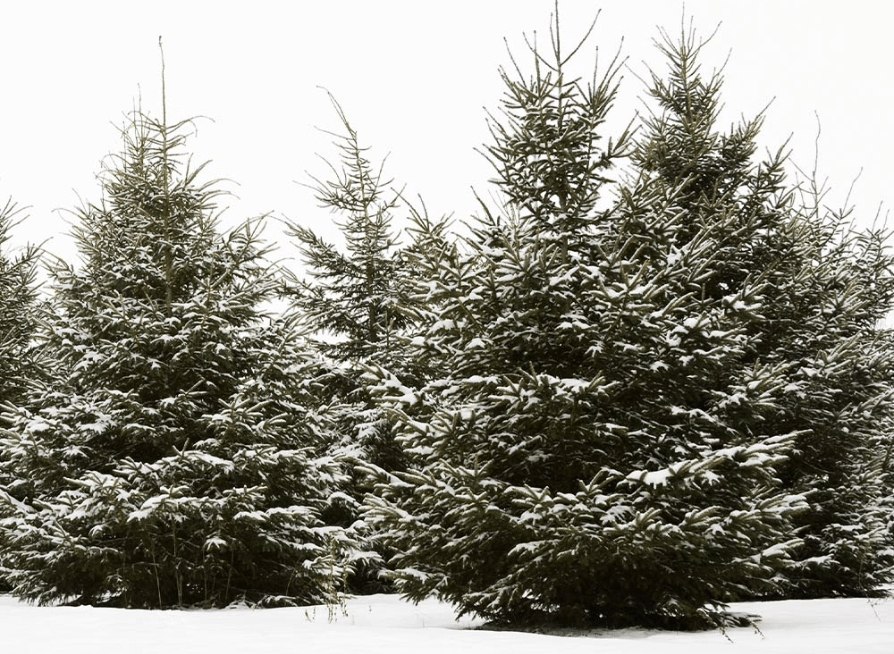 White Spruce trees growing in a winter landscape