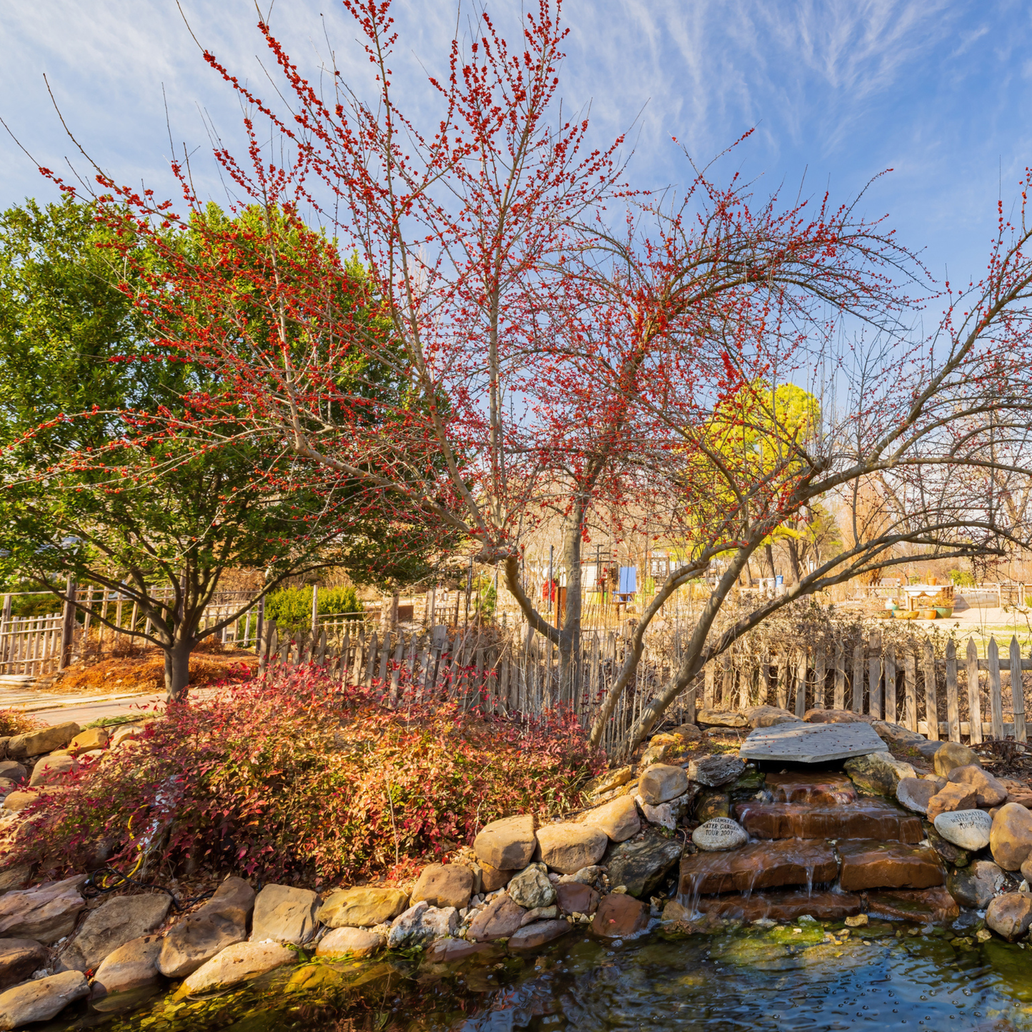 Common Winterberry Tree Seeds | Winterberry Holly | (Ilex verticillata)