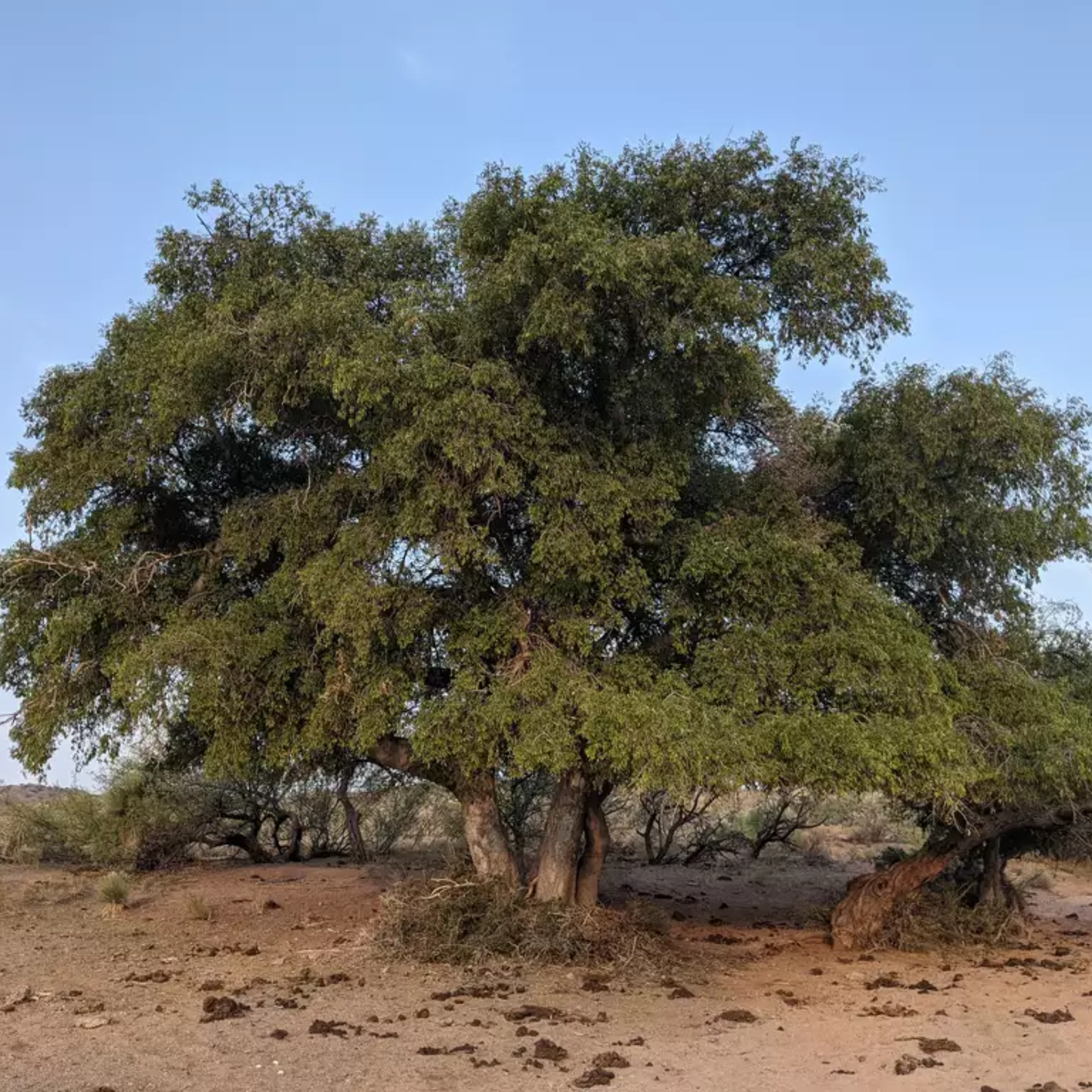 Western Hackberry Tree Seeds | Netleaf Hackberry | (Celtis laevigata var. reticulata)