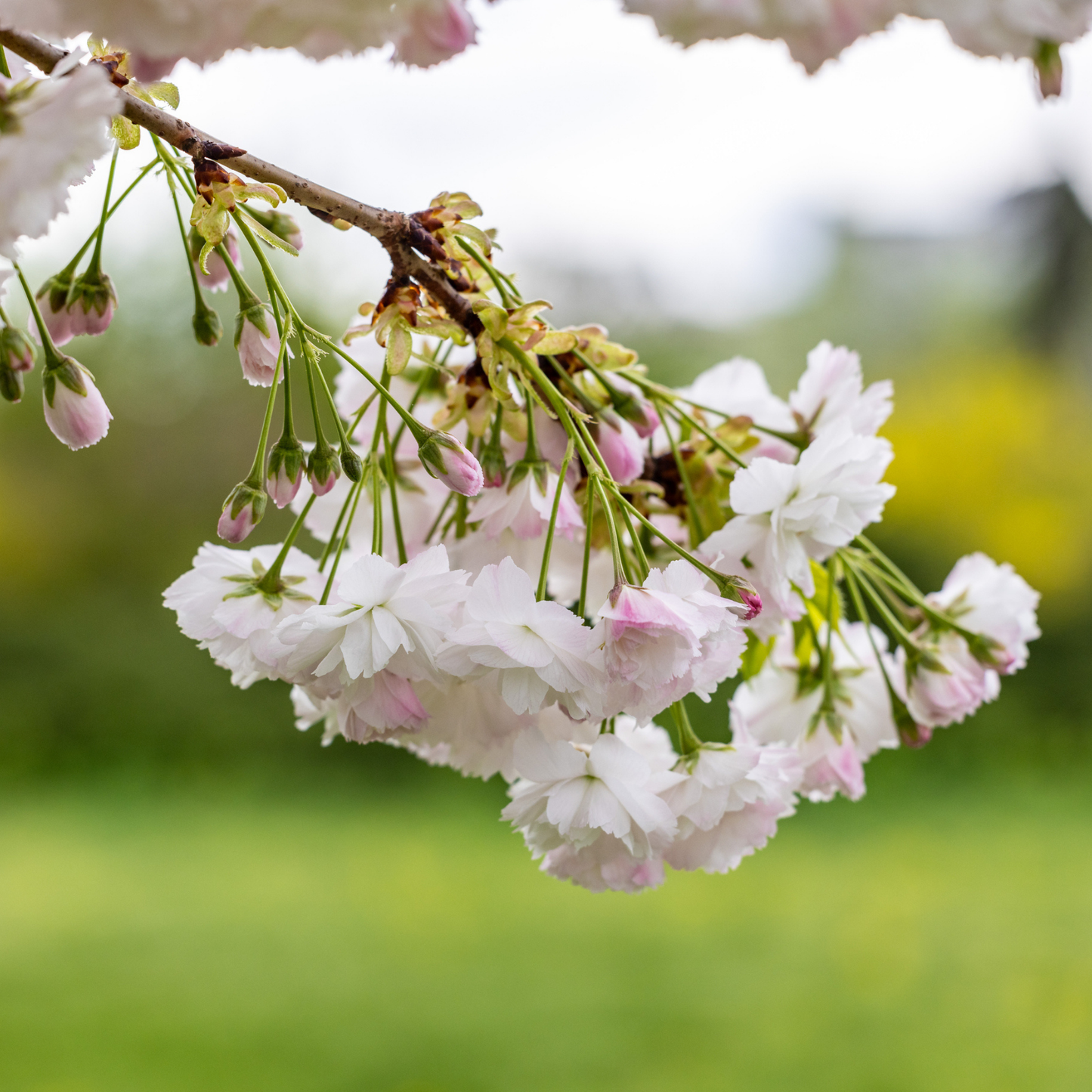 Weeping Higan Cherry Tree Seeds (Prunus subhirtella var. pendula)