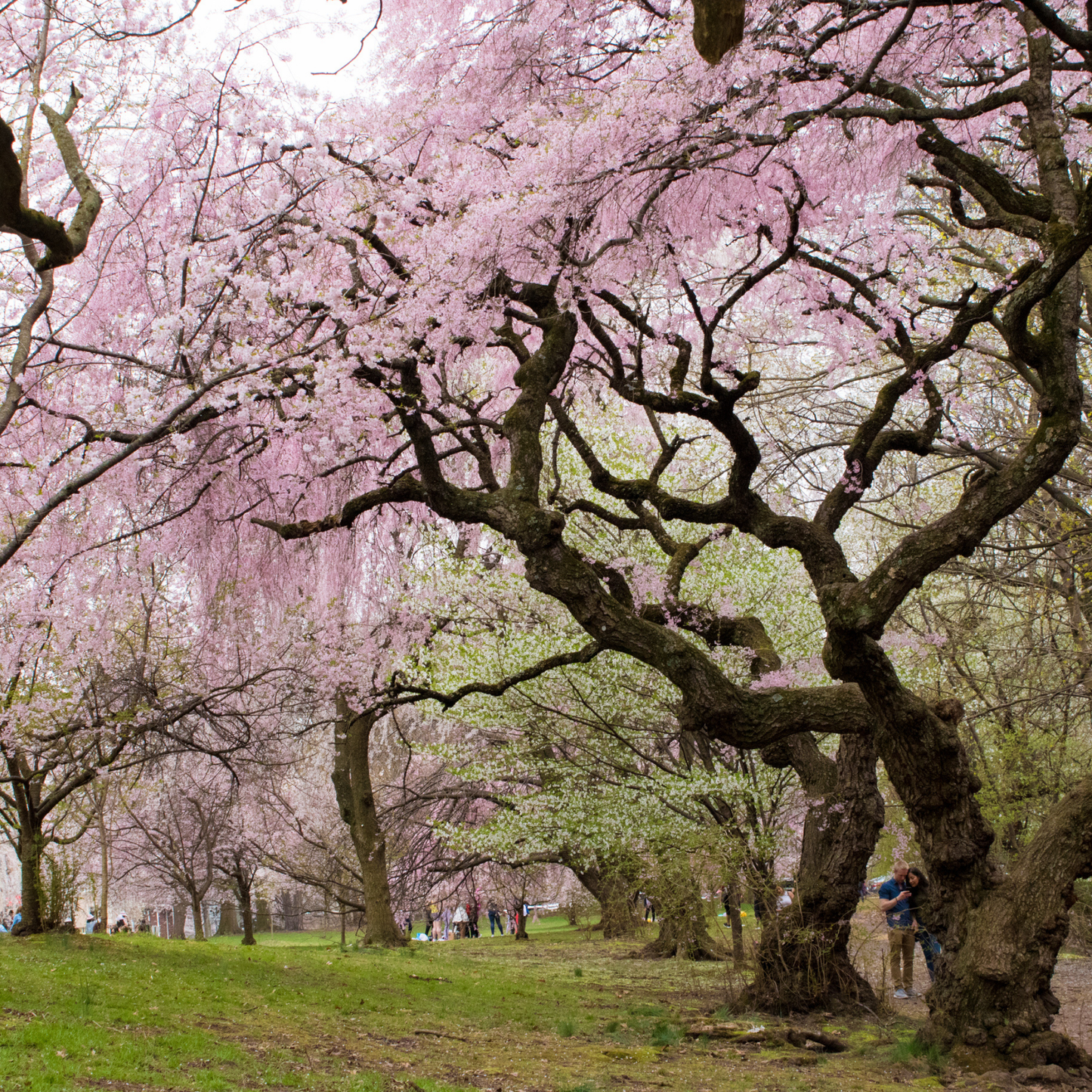 Weeping Higan Cherry Tree Seeds | Weeping Cherry | (Prunus subhirtella var. pendula)