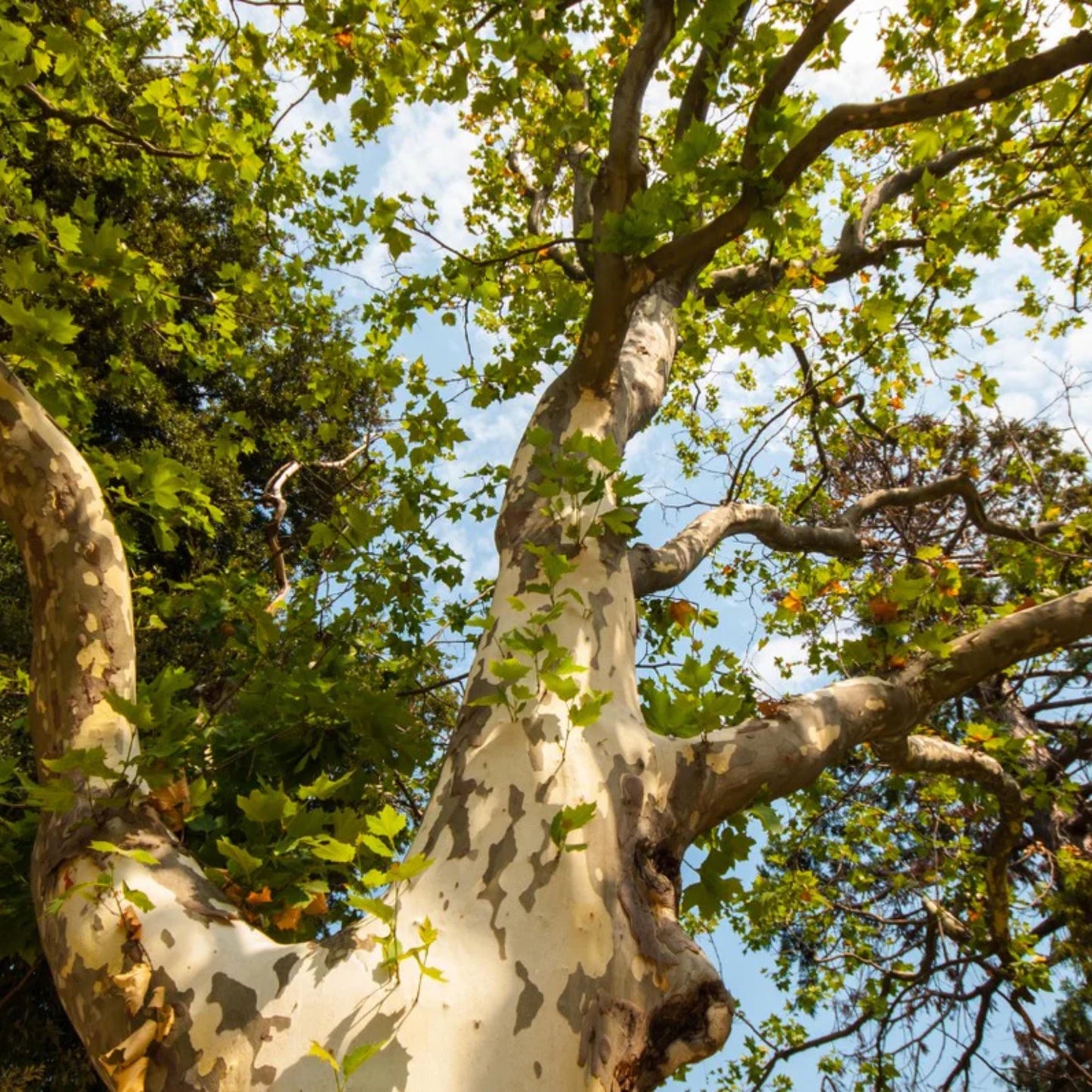 Sycamore Tree Seeds-(Platanus occidentalis)