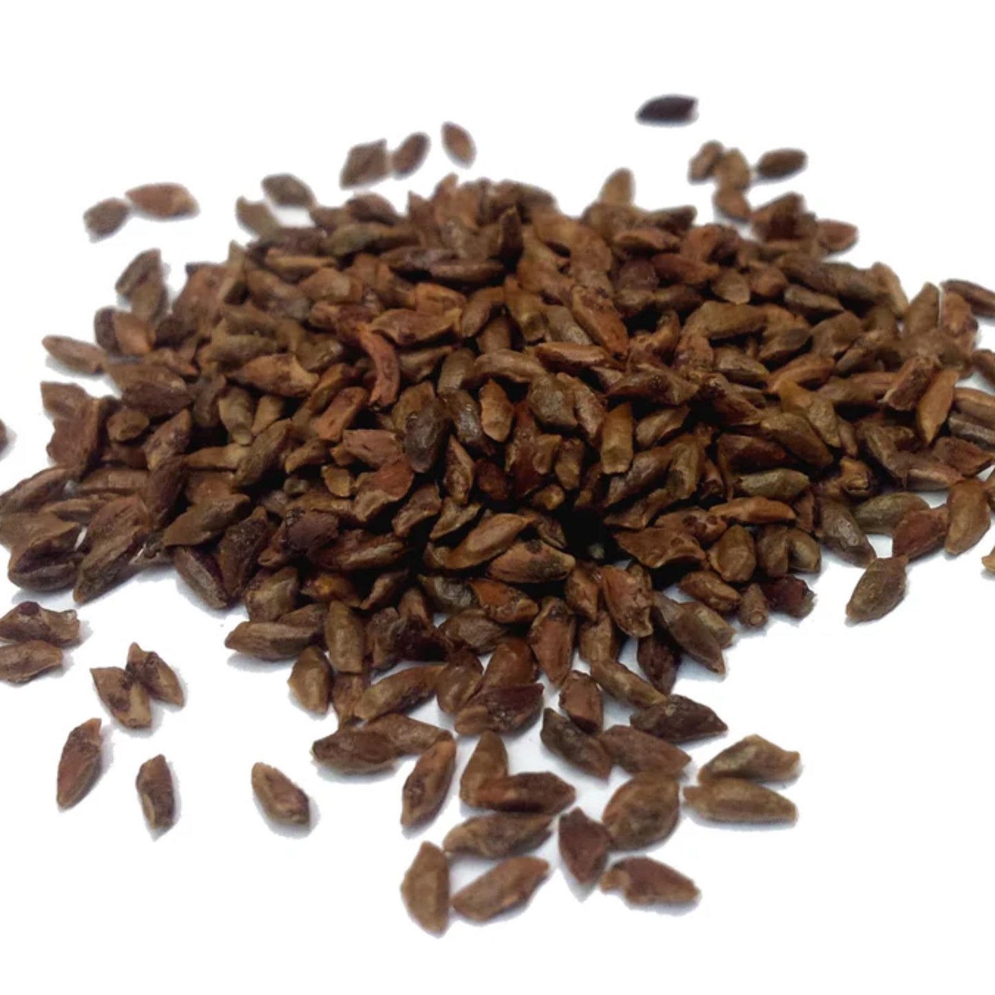 Eastern Hemlock Tree Seeds-(Tsuga canadensis)