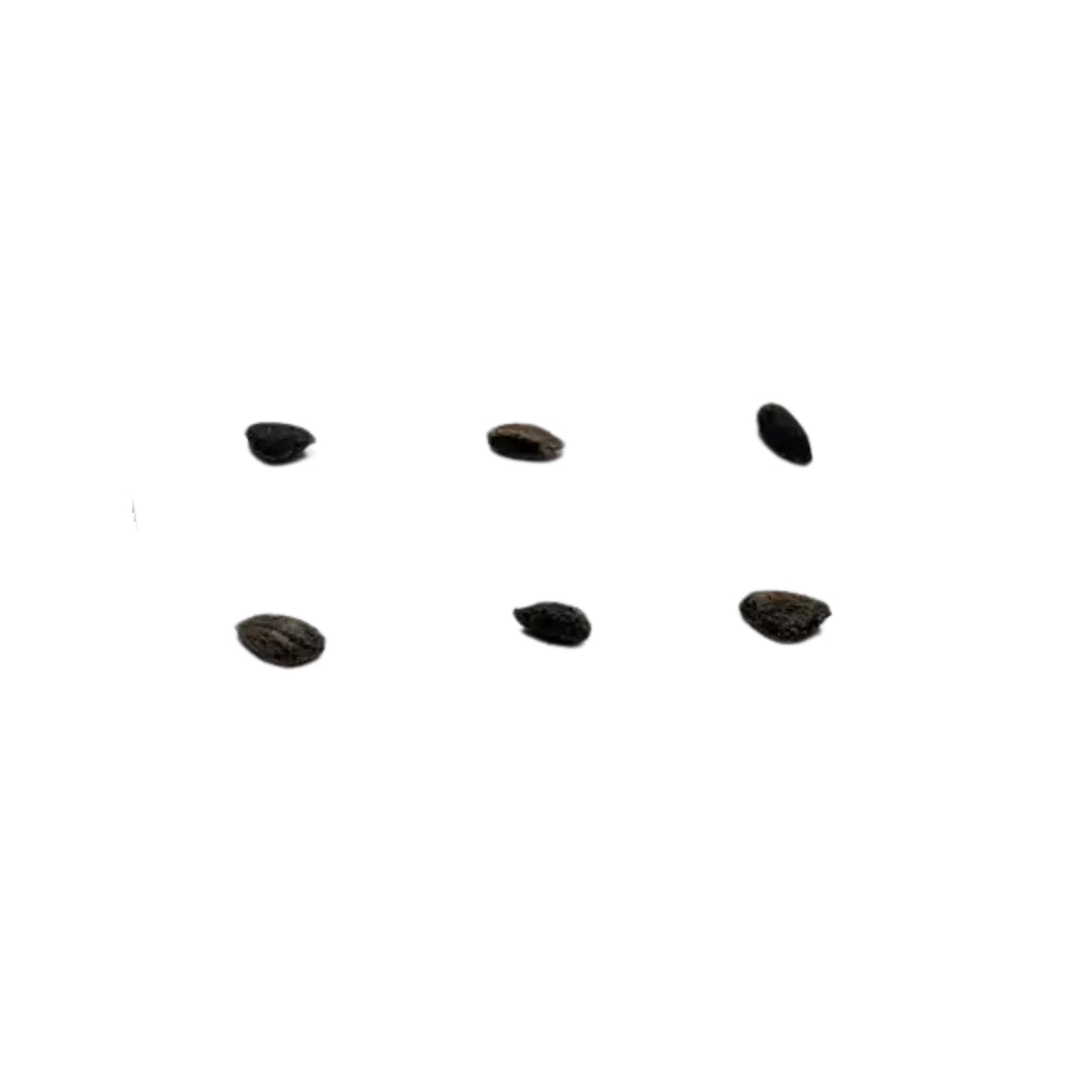 Seven black Virginia Pine seeds or seeds-like objects on a white background