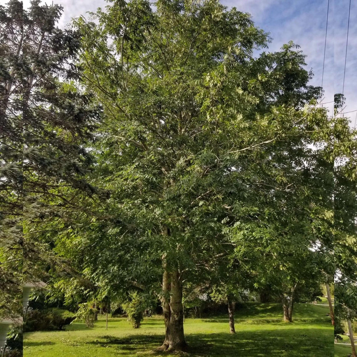 Butternut Tree Seeds | White Walnut | (Juglans cinerea)