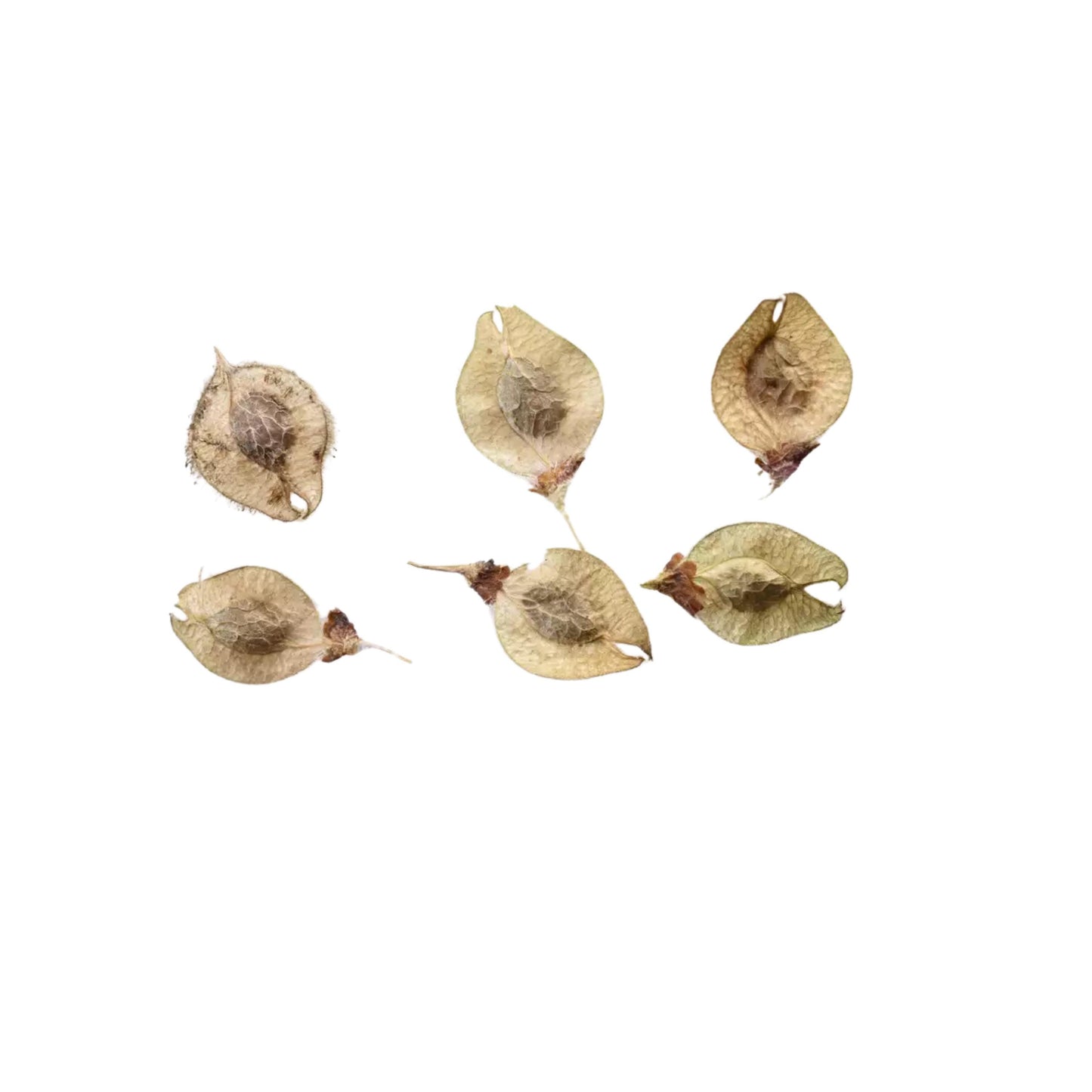 American Elm Tree Seeds (Ulmus americana ‘Princeton’)