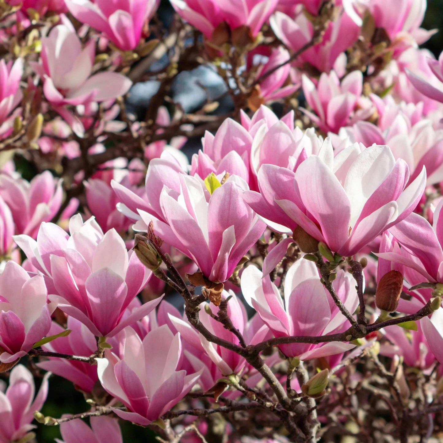 Lily Magnolia Tree Seeds (Magnolia liliiflora)