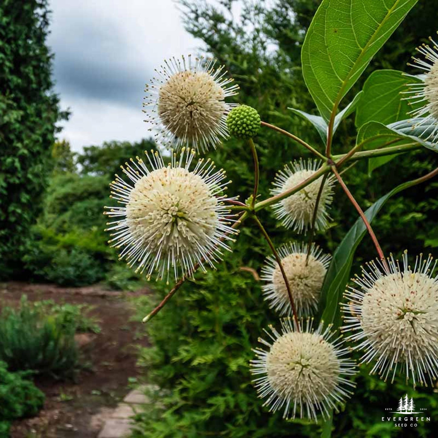 Buttonbush Seeds | Cephalanthus Occidentalis | Pollinator-Friendly Shrub for Wetlands & Landscaping