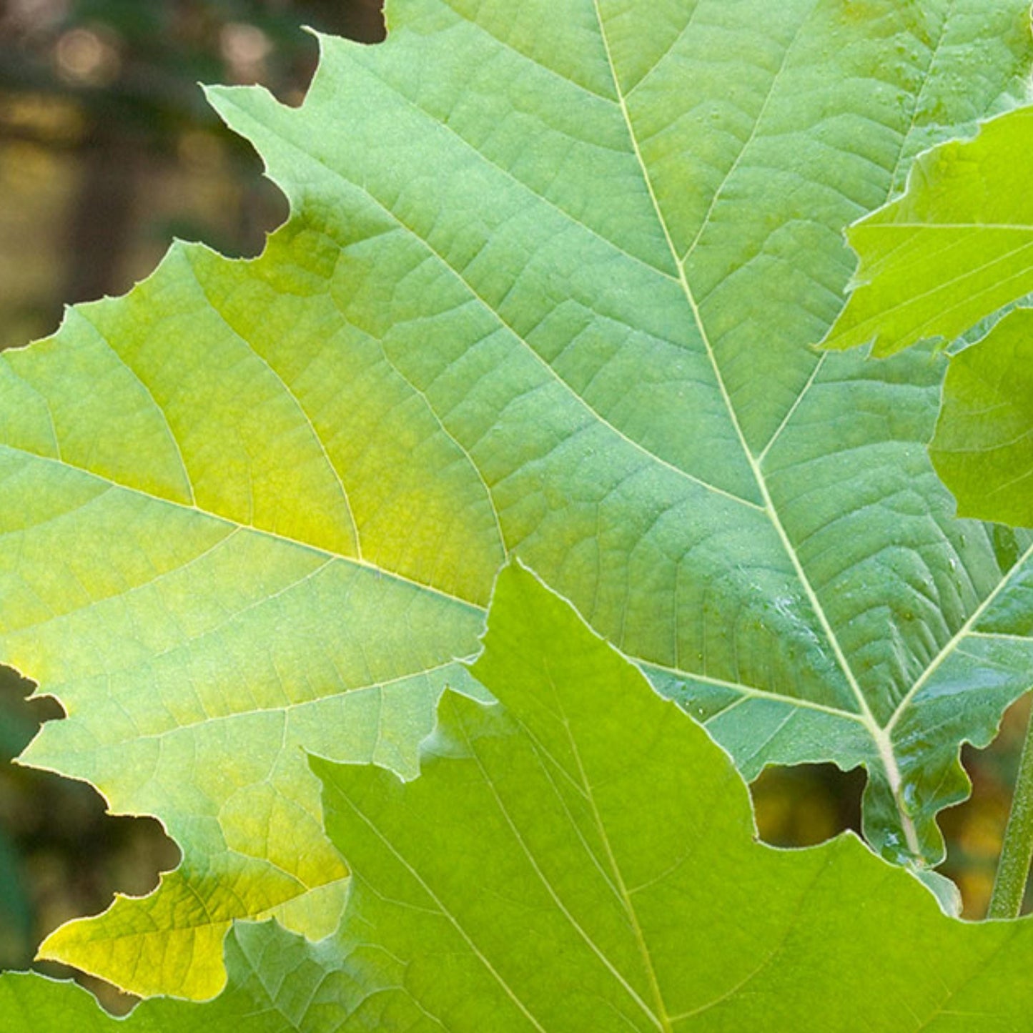 Sycamore Tree Seeds-(Platanus occidentalis)