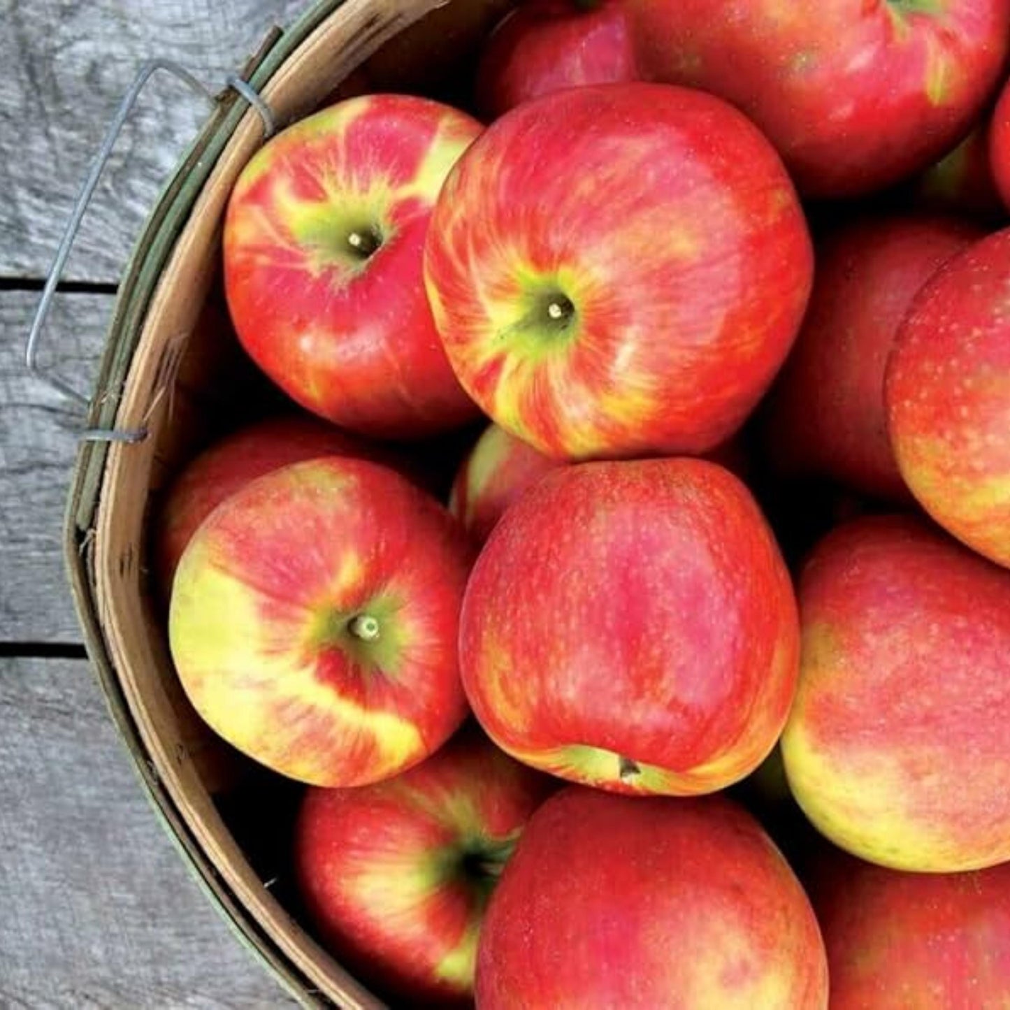 Honeycrisp Apple Tree Seeds-(Malus domestica)