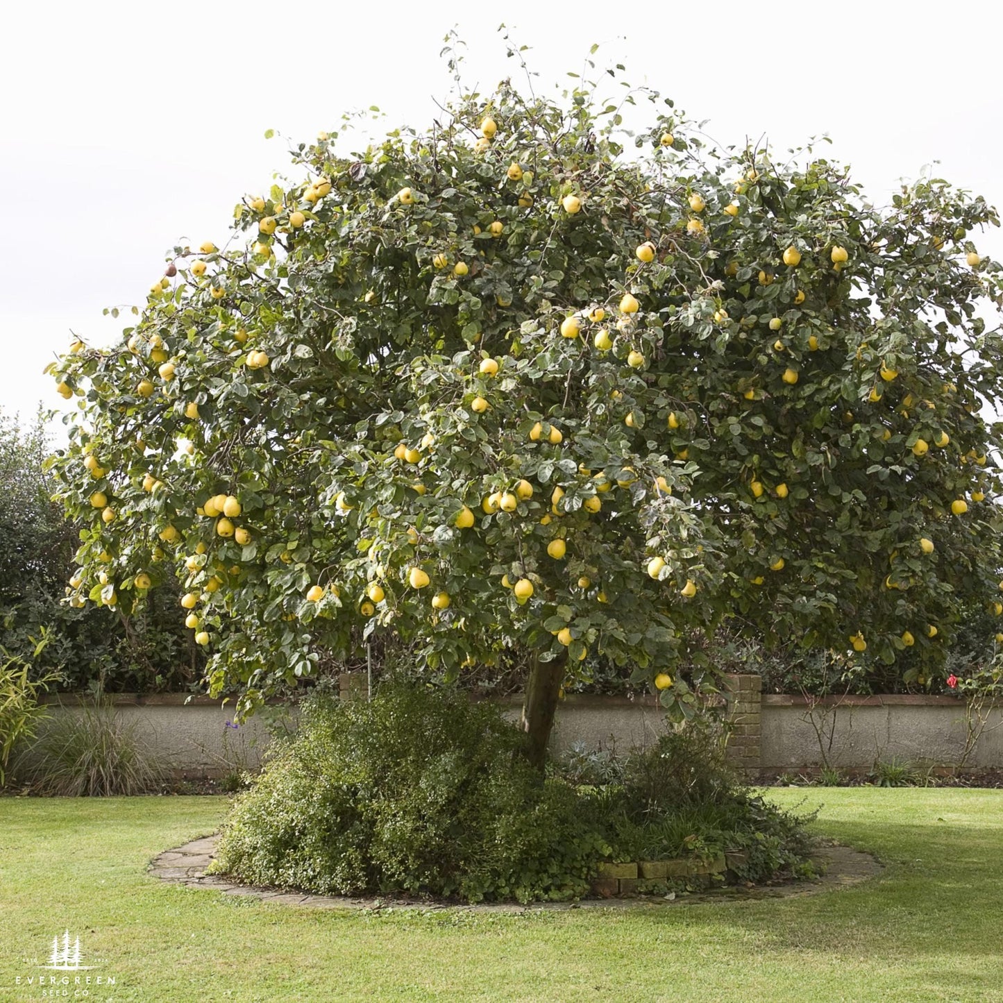 Chinese Quince Tree Seeds (Chaenomeles sinensis)