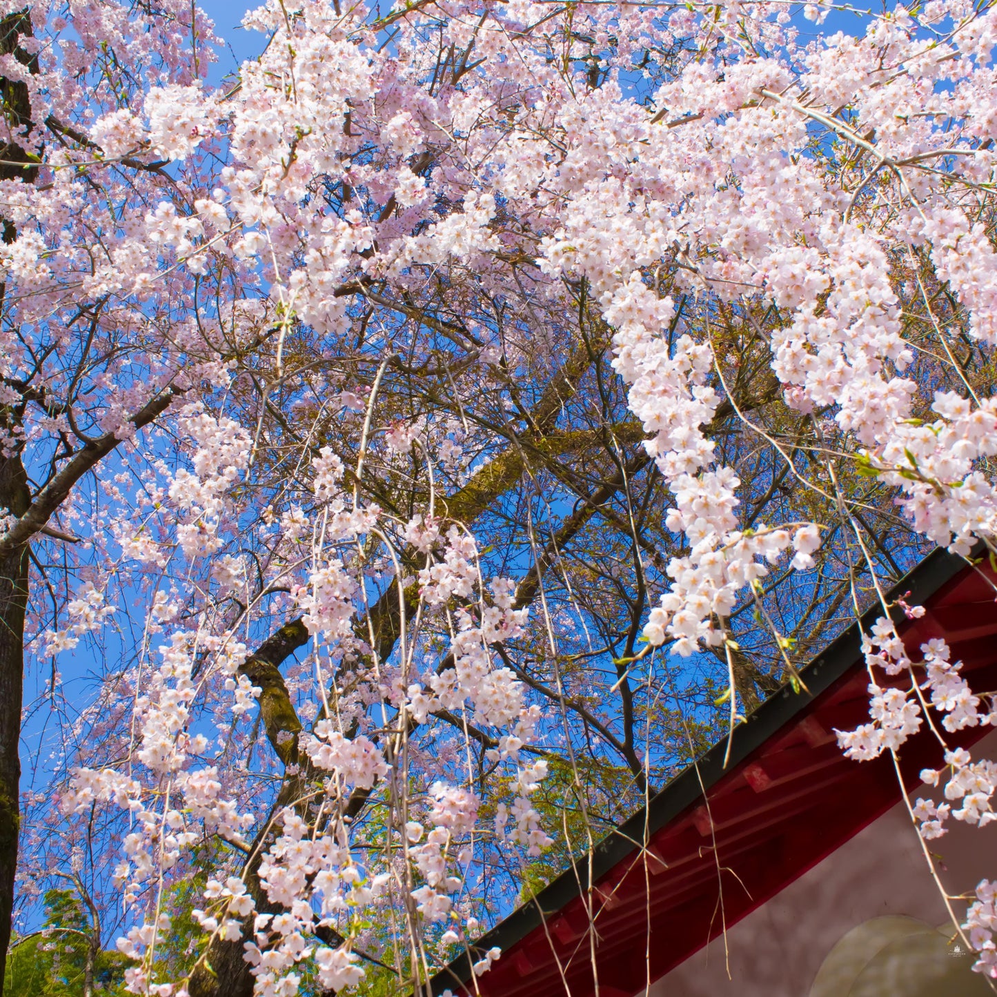 Weeping Higan Cherry Tree Seeds (Prunus subhirtella var. pendula)