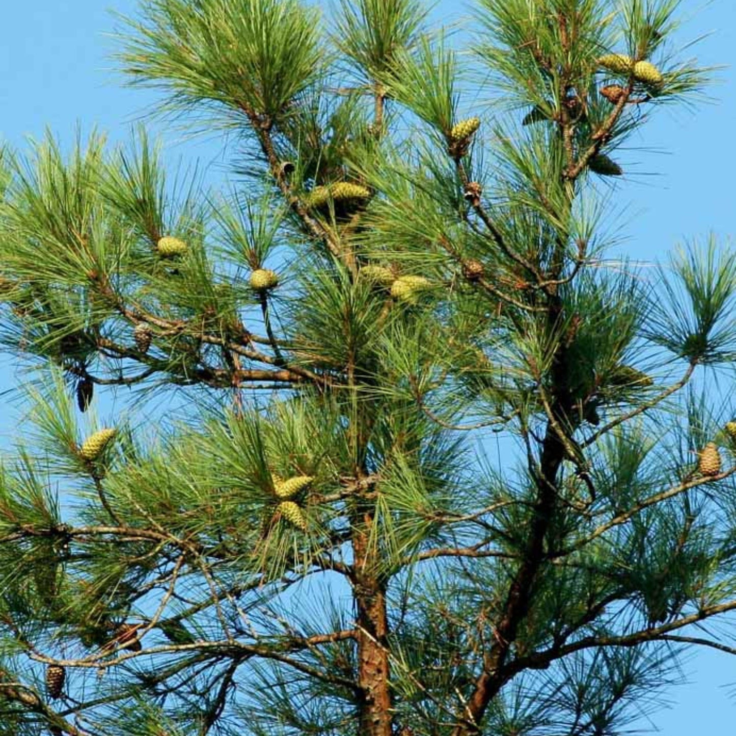 Improved Loblolly Pine Tree Seeds - (Pinus taeda)