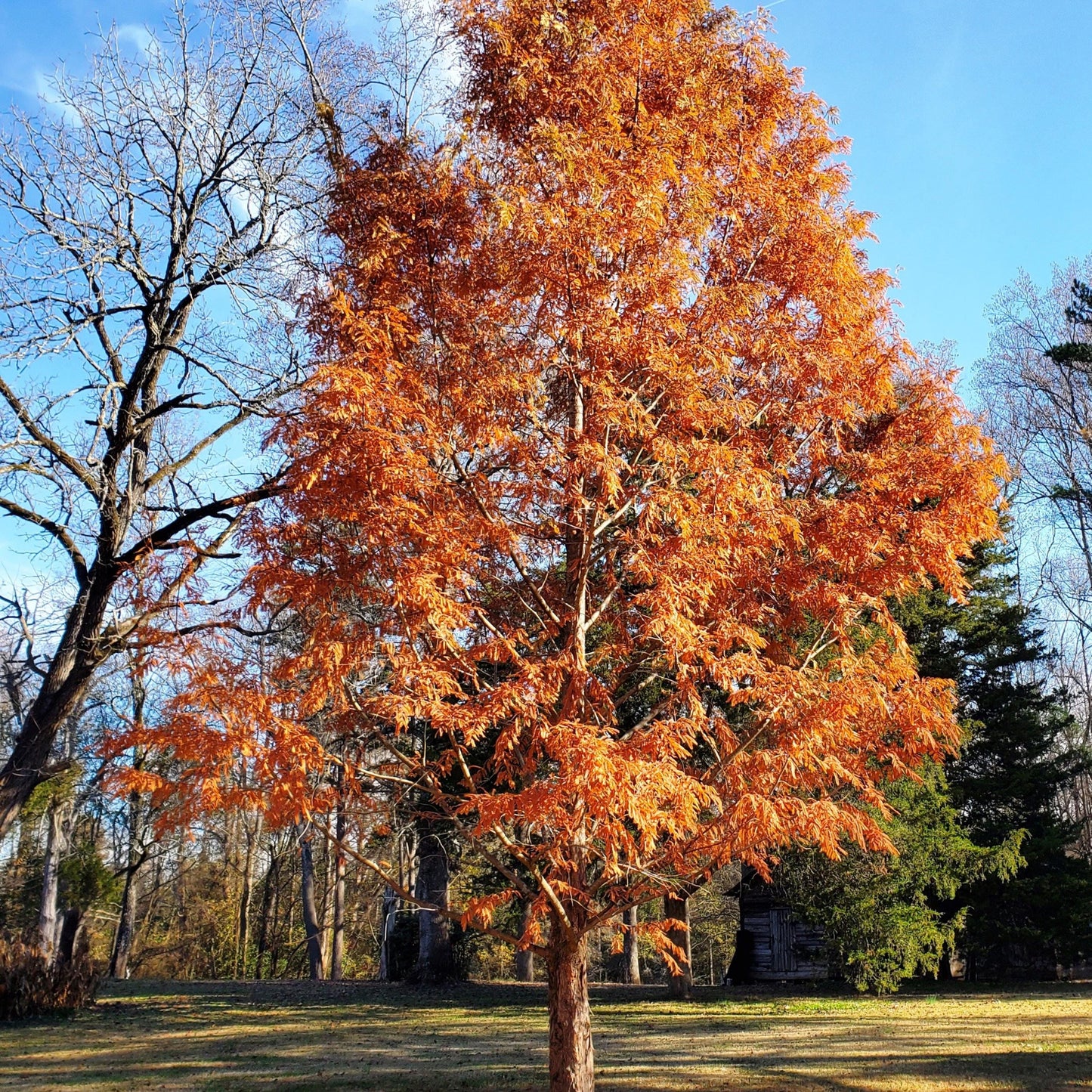 Dawn Redwood Tree Seeds-(Metasequoia glyptostroboides)