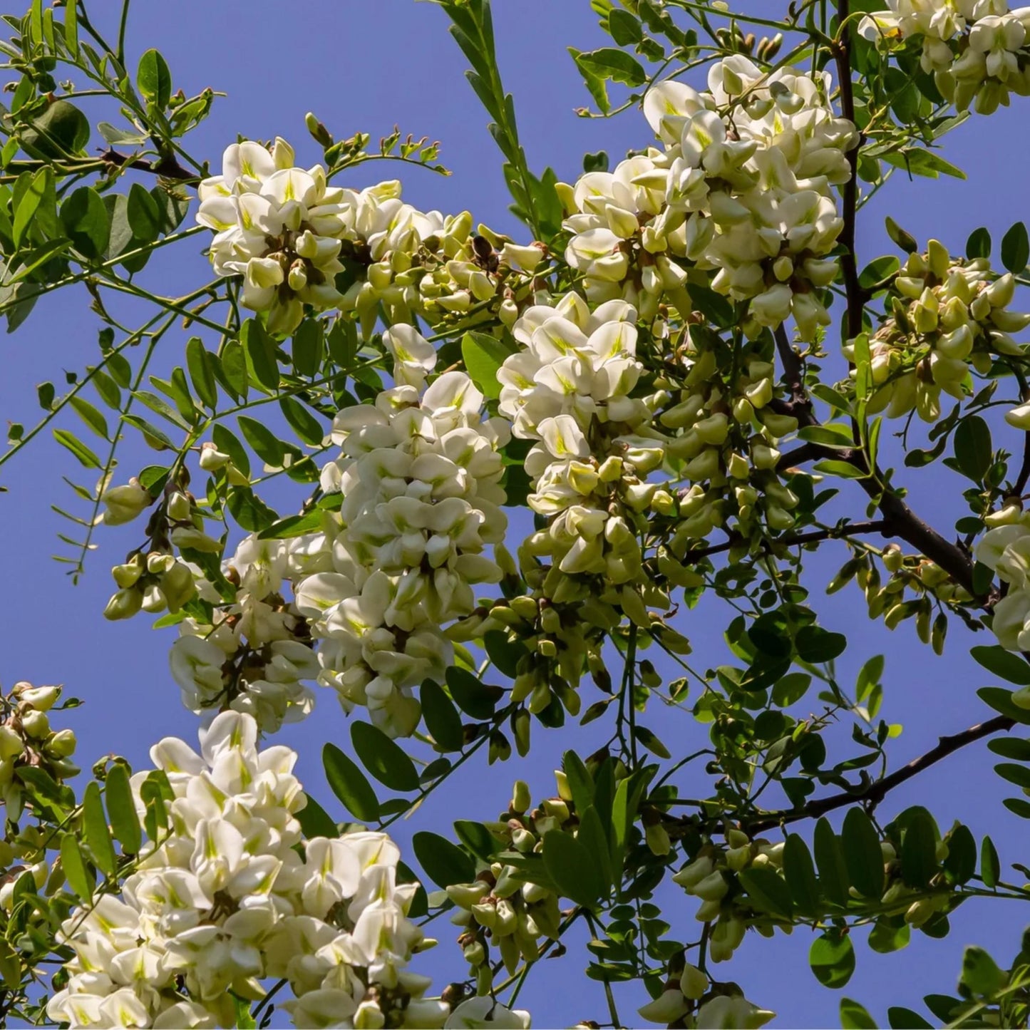 Thornless Honey Locust Tree Seeds-(Gleditsia triacanthos var. inermis)