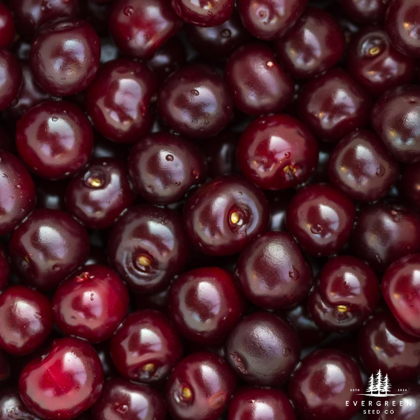 Black Cherry Tree Seeds – (Prunus serotina)