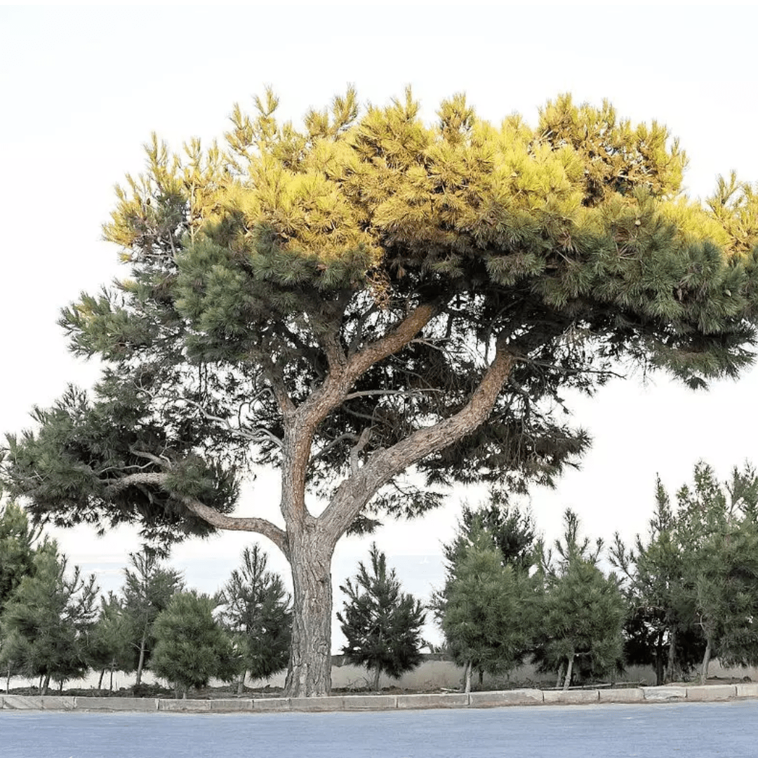 Large Afghan Pine tree with green and yellow foliage against a clear sky