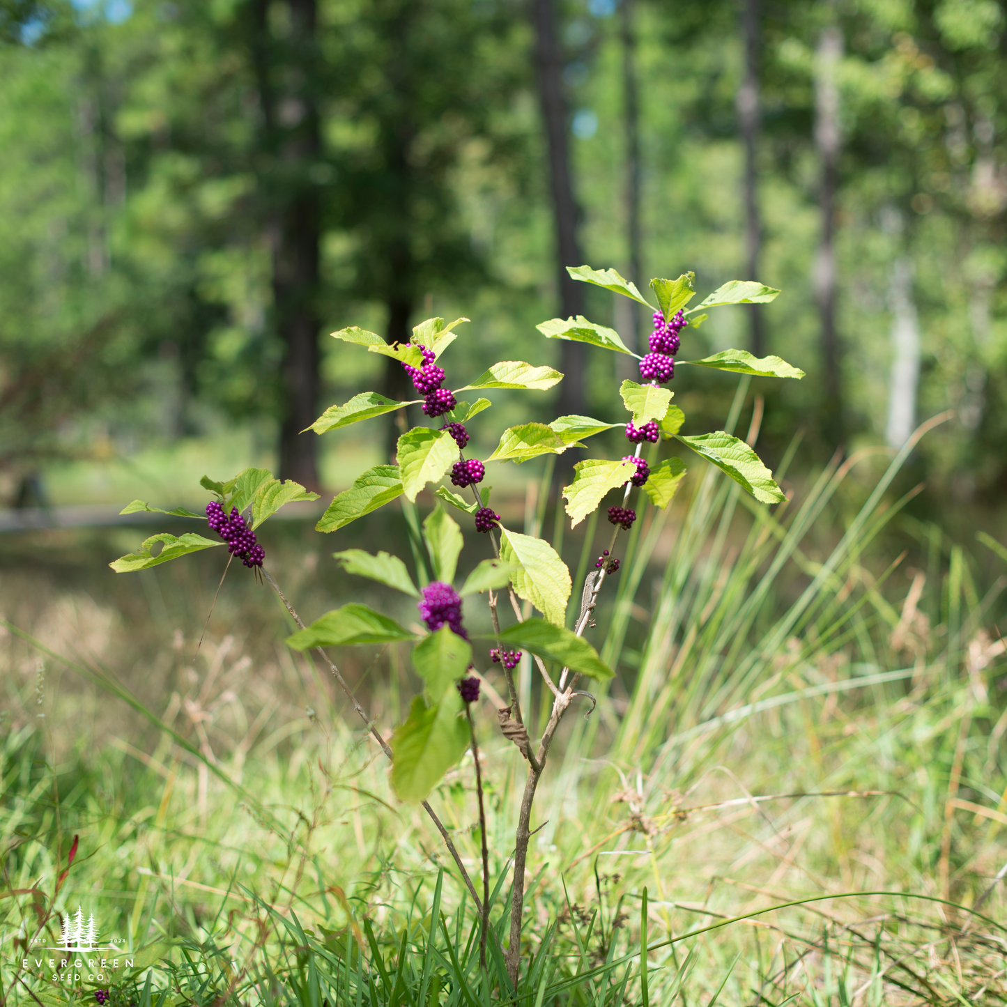 Plant with purple beautyberries and green leaves in a natural setting
