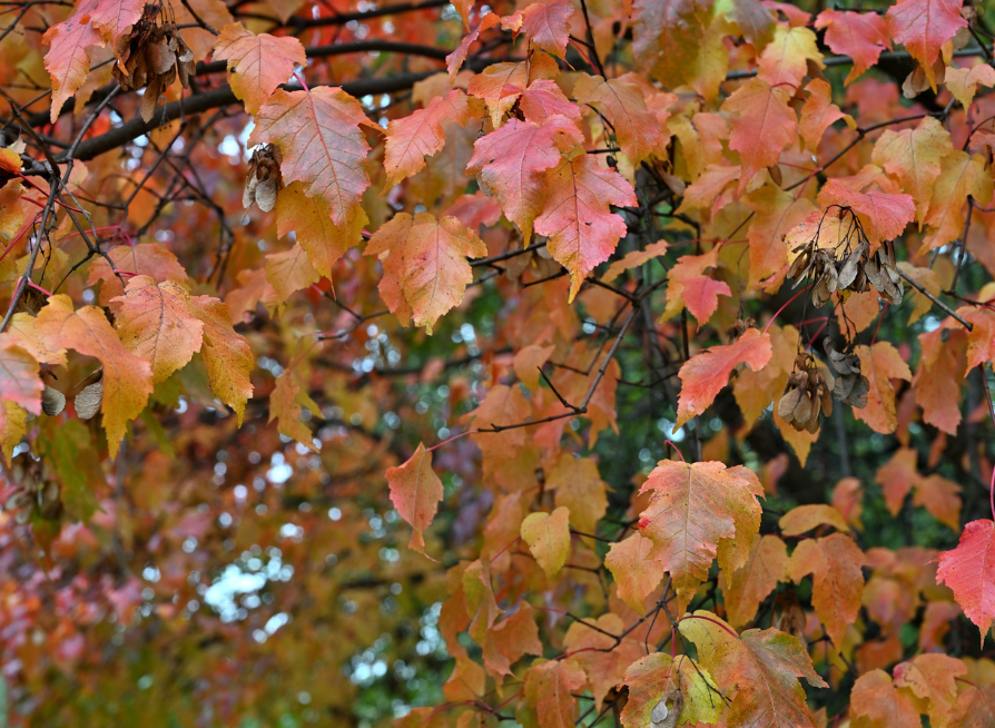 Flame Amur Maple Tree Seeds | (Acer tataricum subsp. ginnala ‘Flame’)
