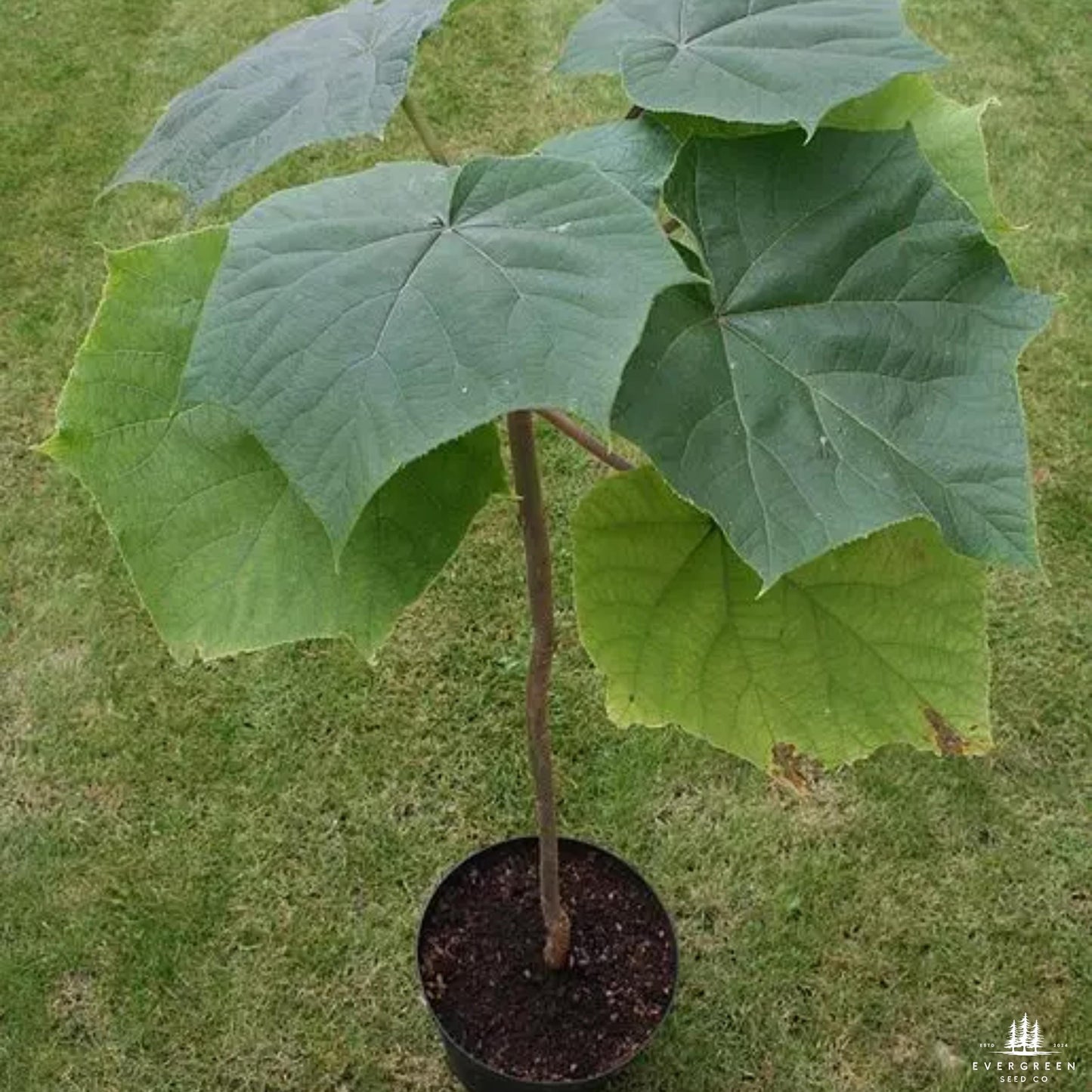Empress Tree Seeds (Paulownia elongata)