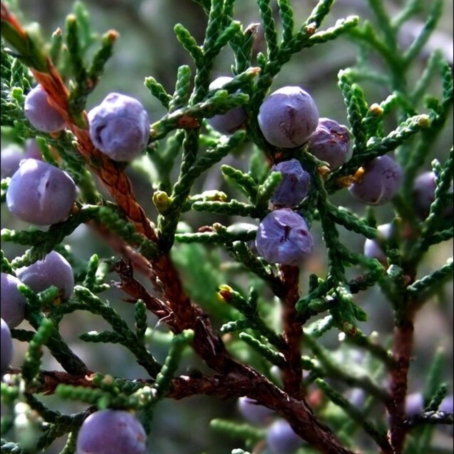 Oneseed Juniper Tree Seeds-(Juniperus monosperma)