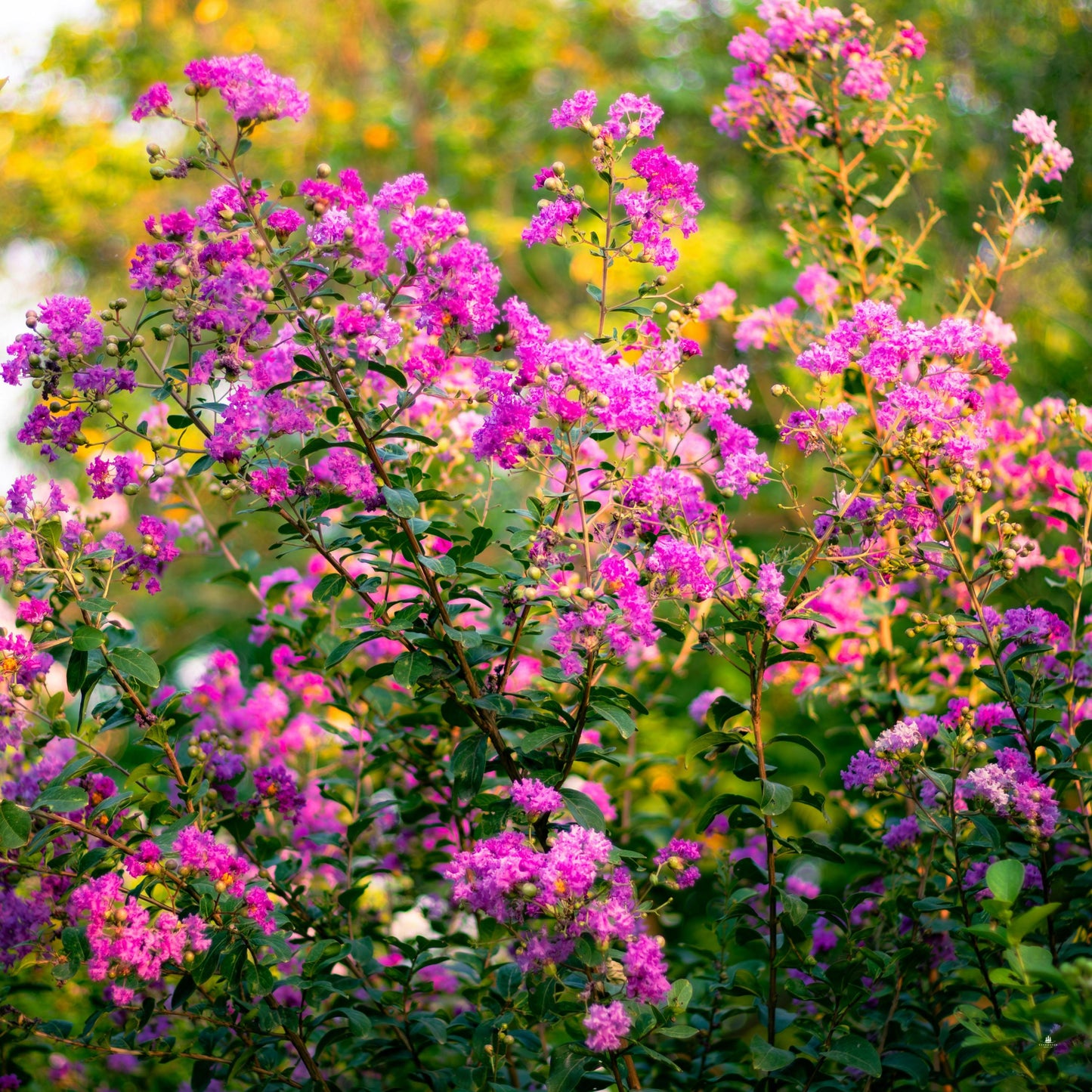 Pink Crape Myrtle Seeds (Lagerstroemia indica)