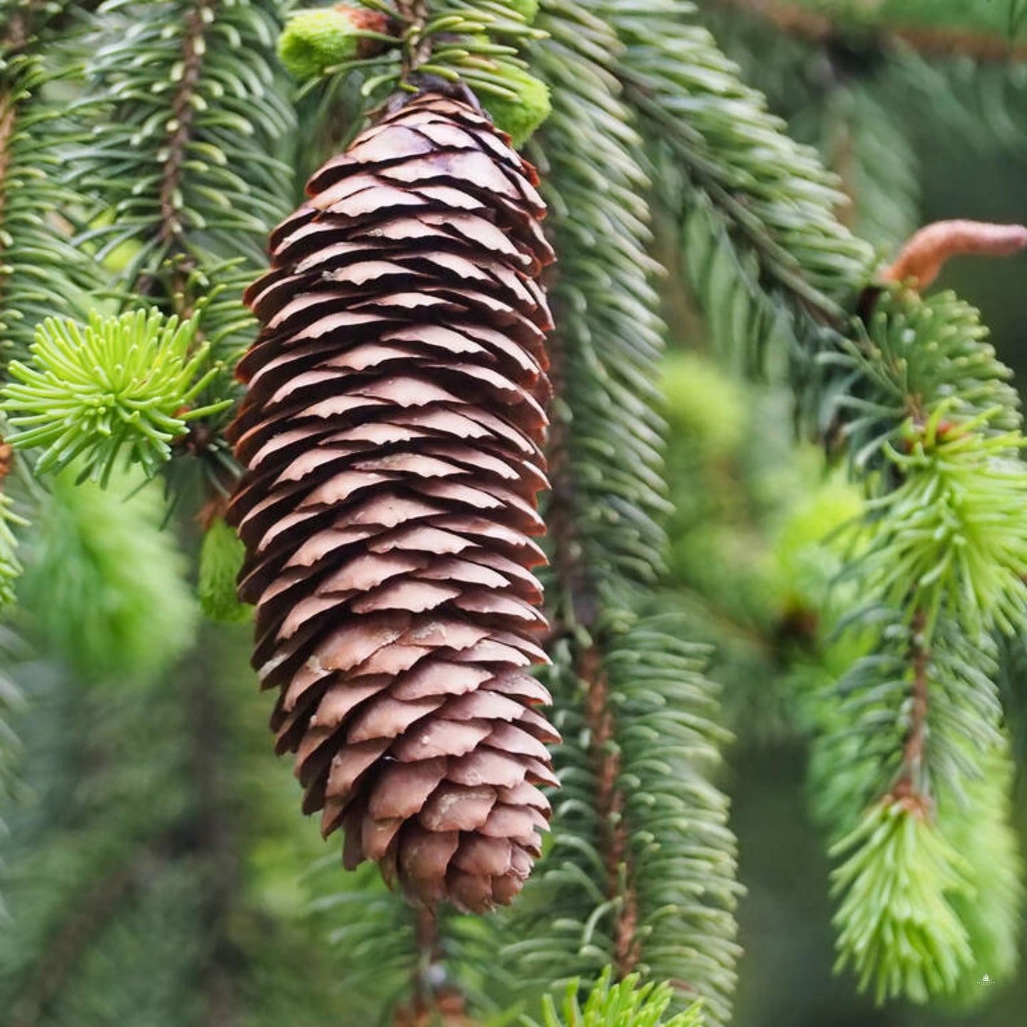 Norway Spruce Tree Seeds- (Picea abies)